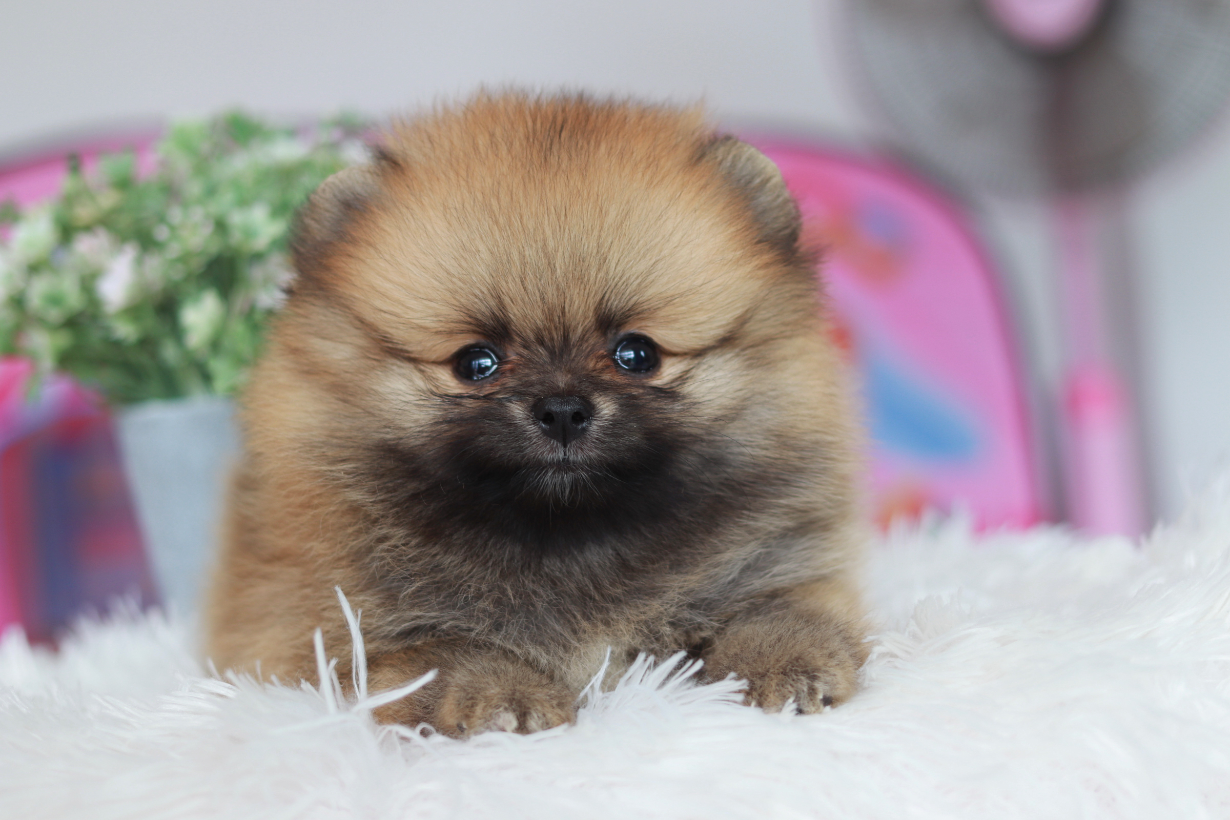 ปอมเมอเรเนียน เพศเมีย