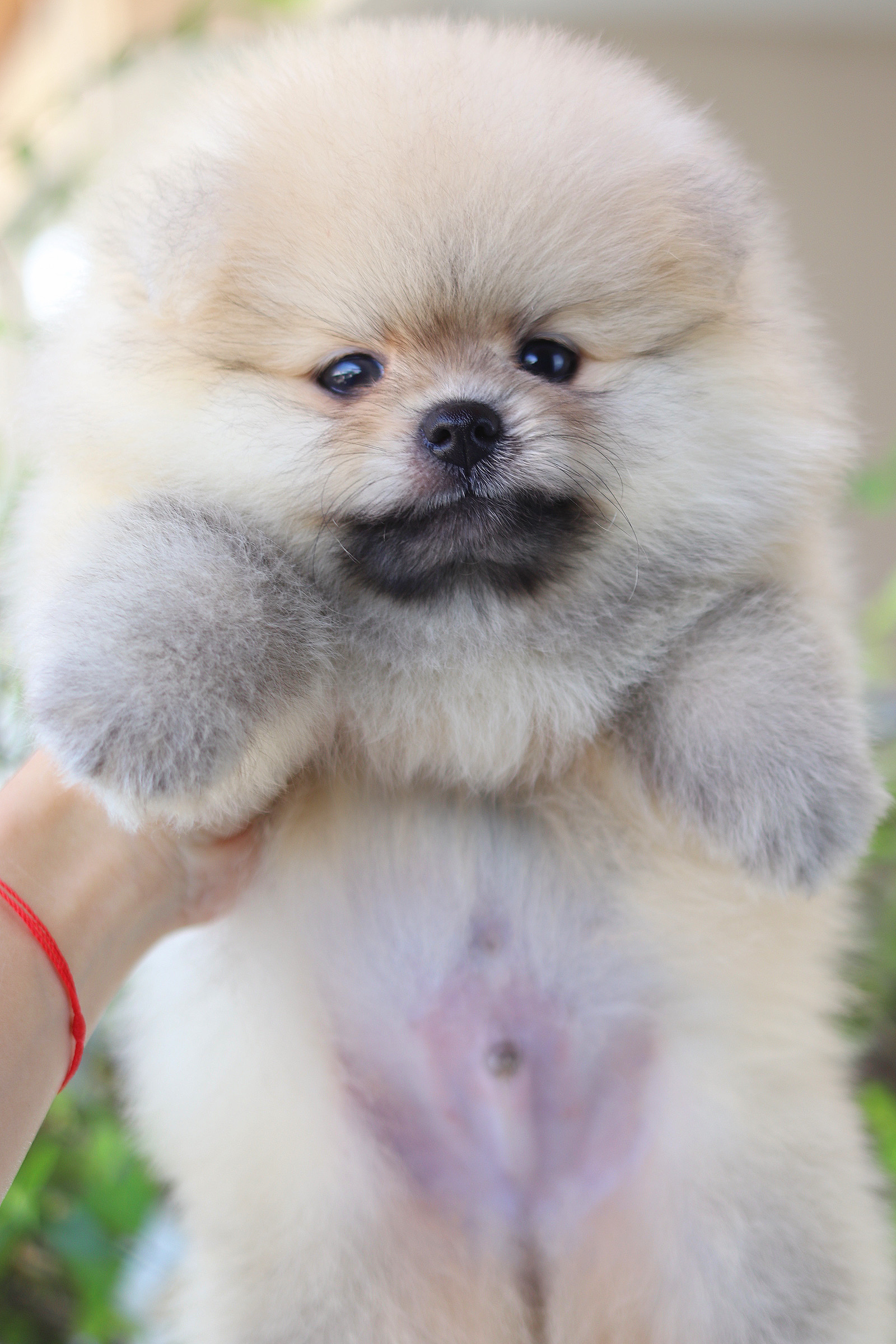 ปอมเมอเรเนียน เพศผู้สีส้ม