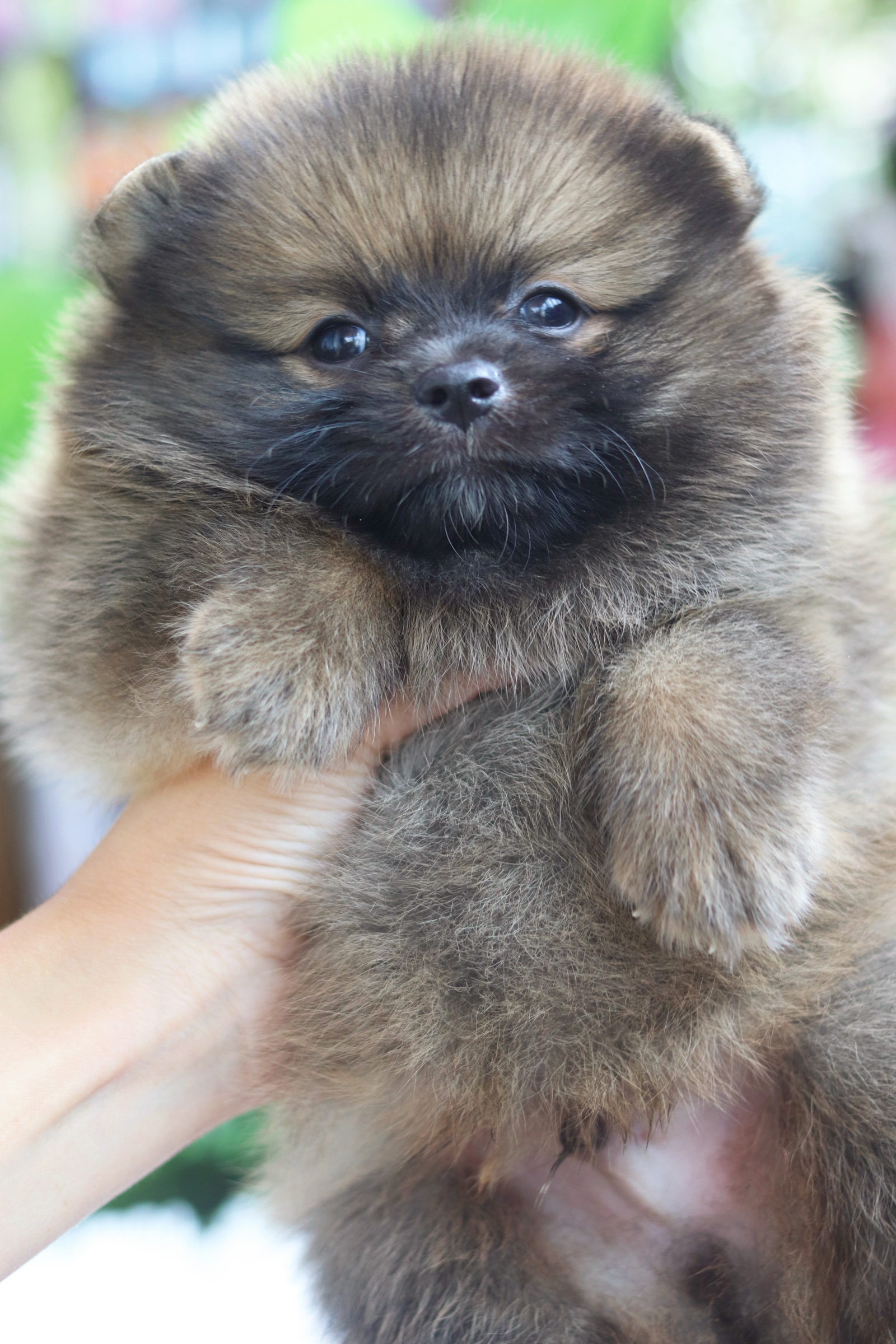 ปอมเมอเรเนียน เพศผู้ สีส้ม