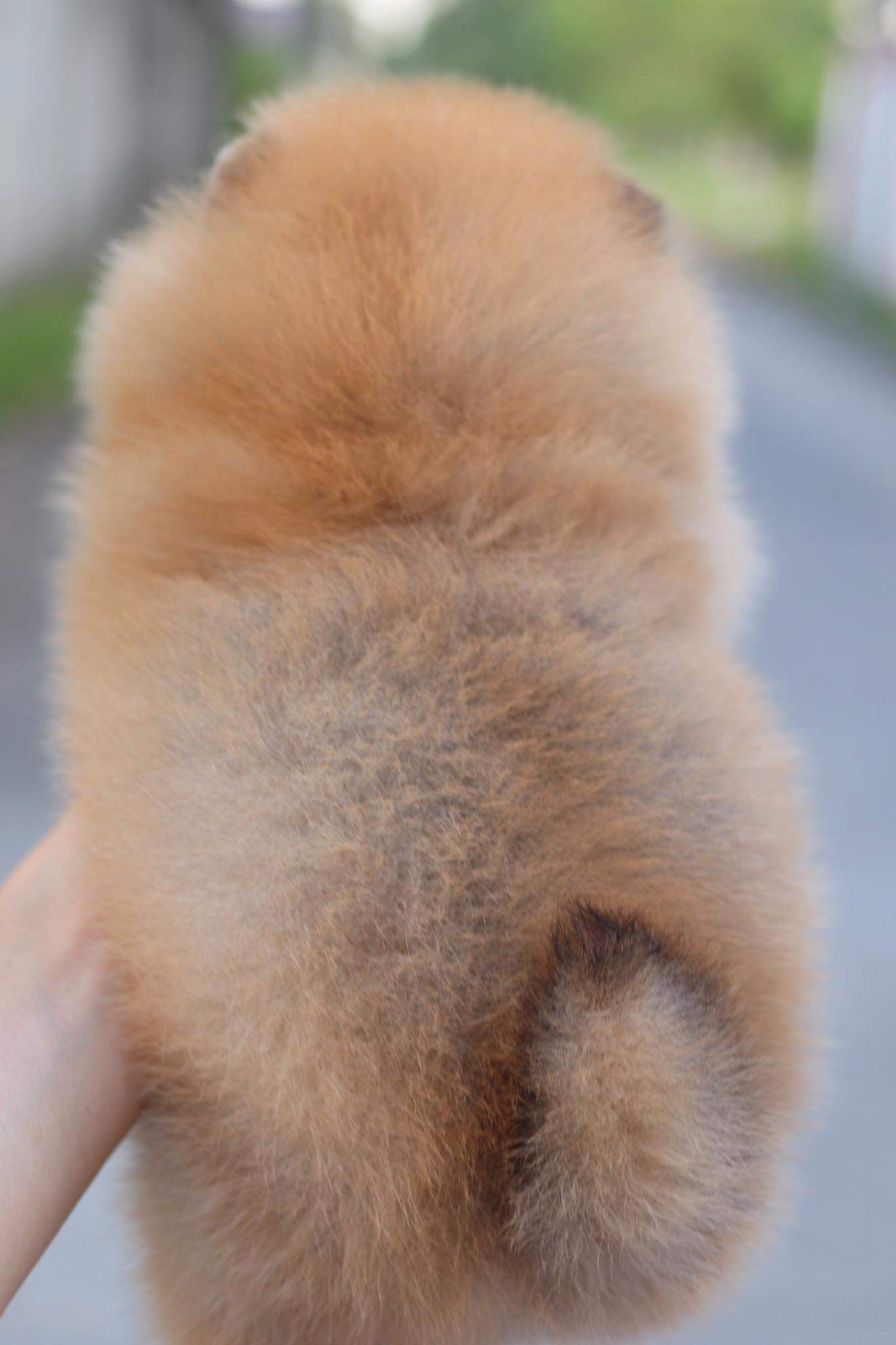 ปอมเมอเรเนียน เพศเมีย