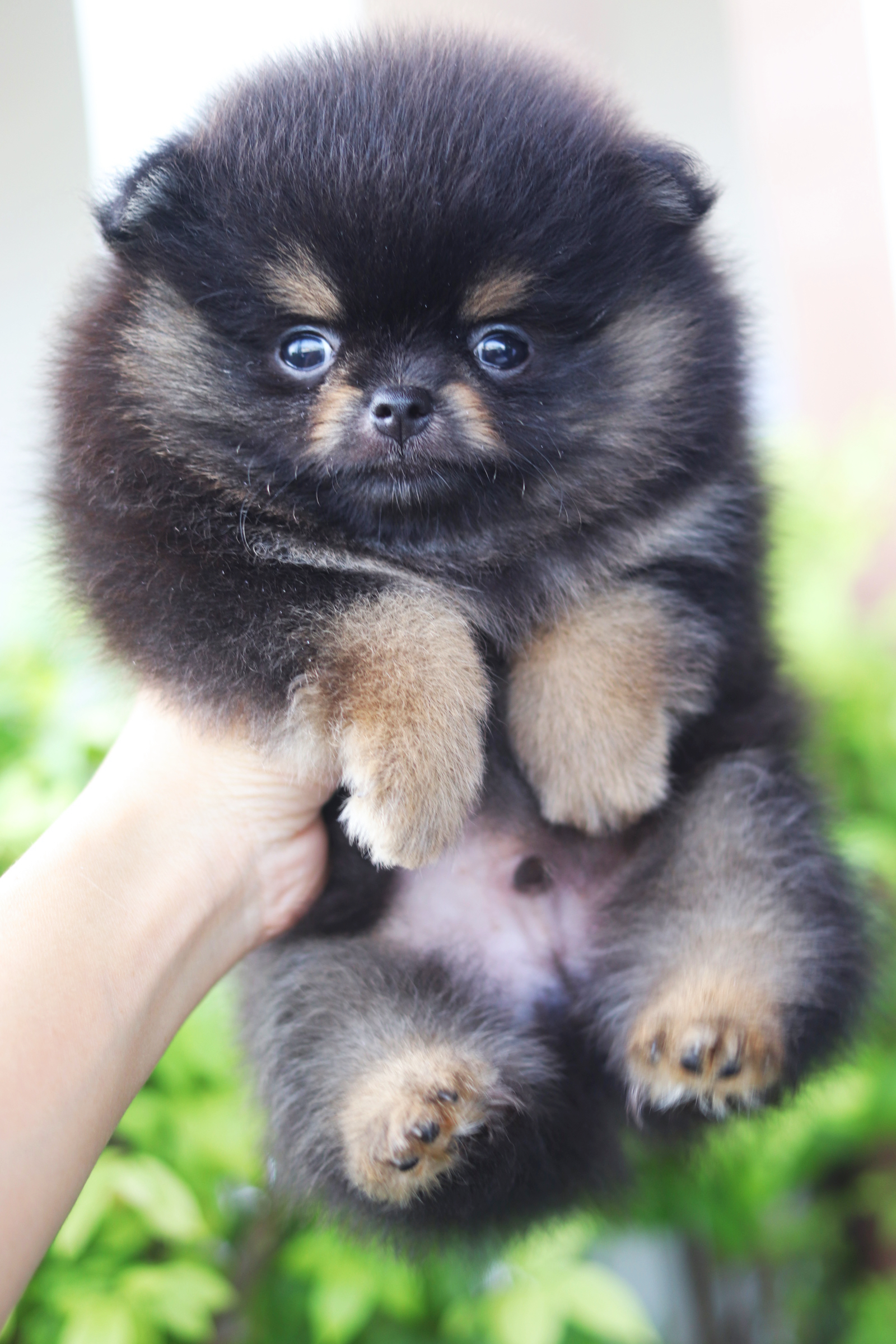 ปอมเมอเรเนียน เพศผู้สีแบล็คแทน