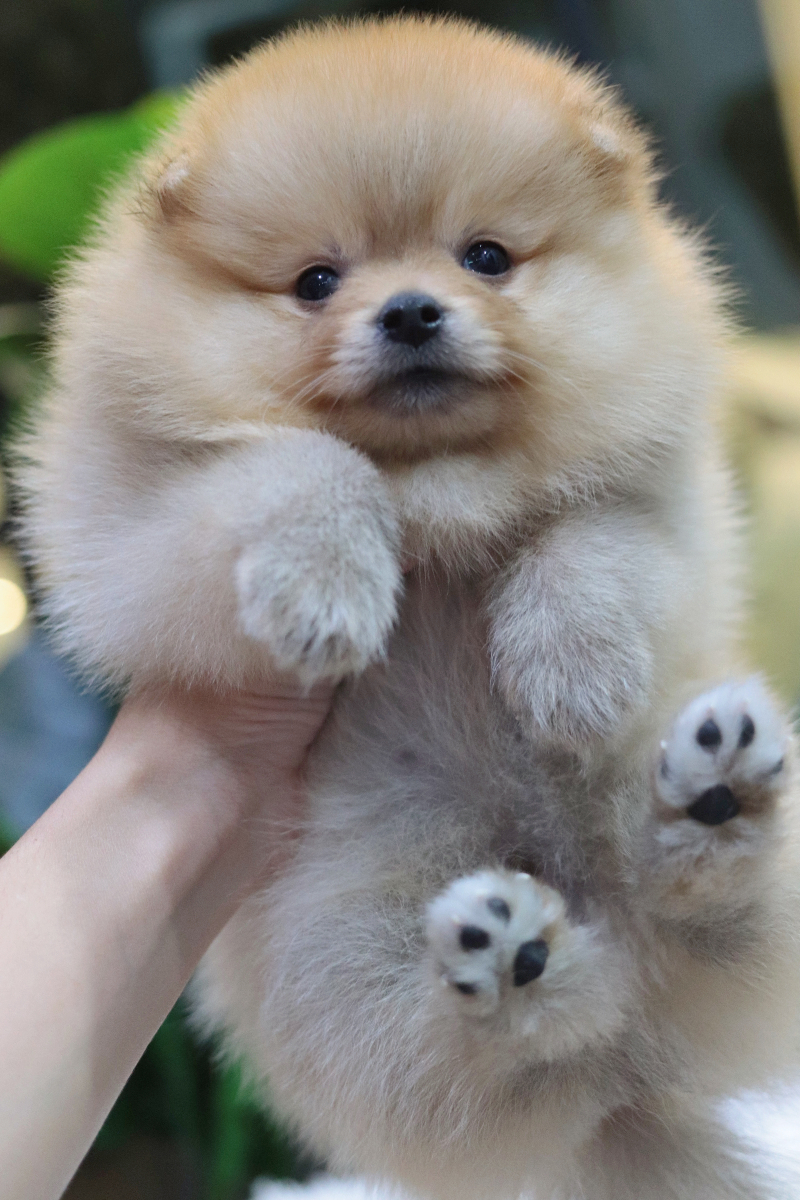 ปอมเมอเรเนียน เพศผู้สีส้มขนแน่นๆ