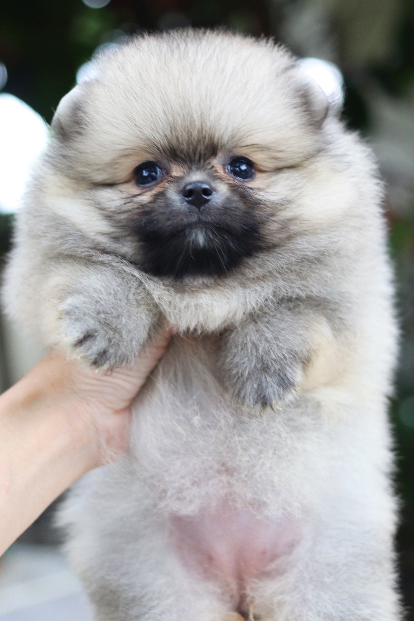 ปอมเมอเรเนียน เพศเมียสีส้ม