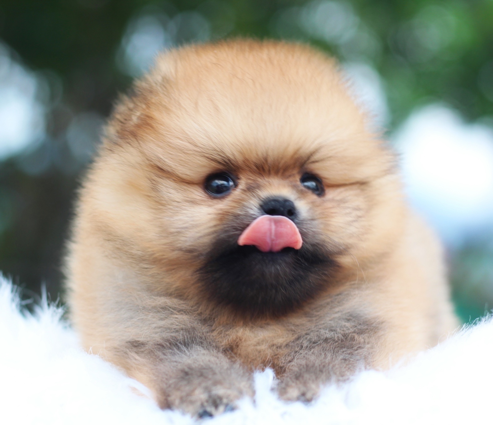 ปอมเมอเรเนียน เพศผู้สีส้ม