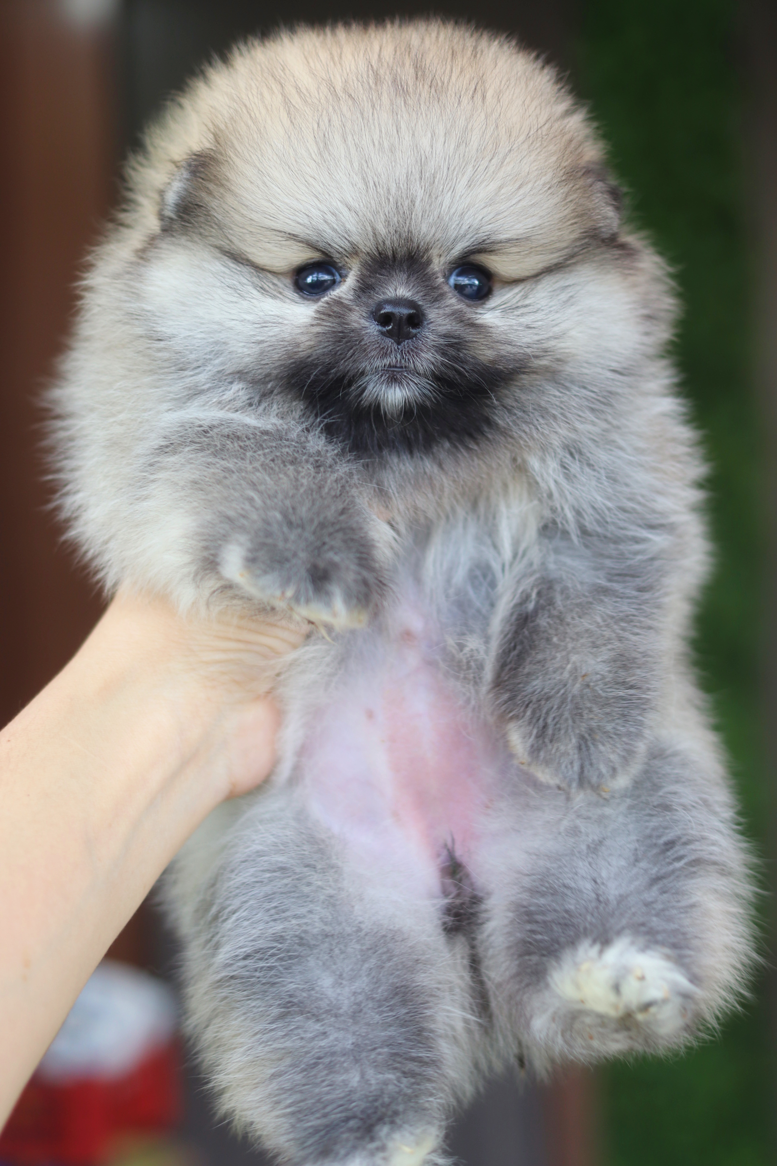 ปอมเมอเรเนียน เพศเมียสีส้ม เกรดโชว์