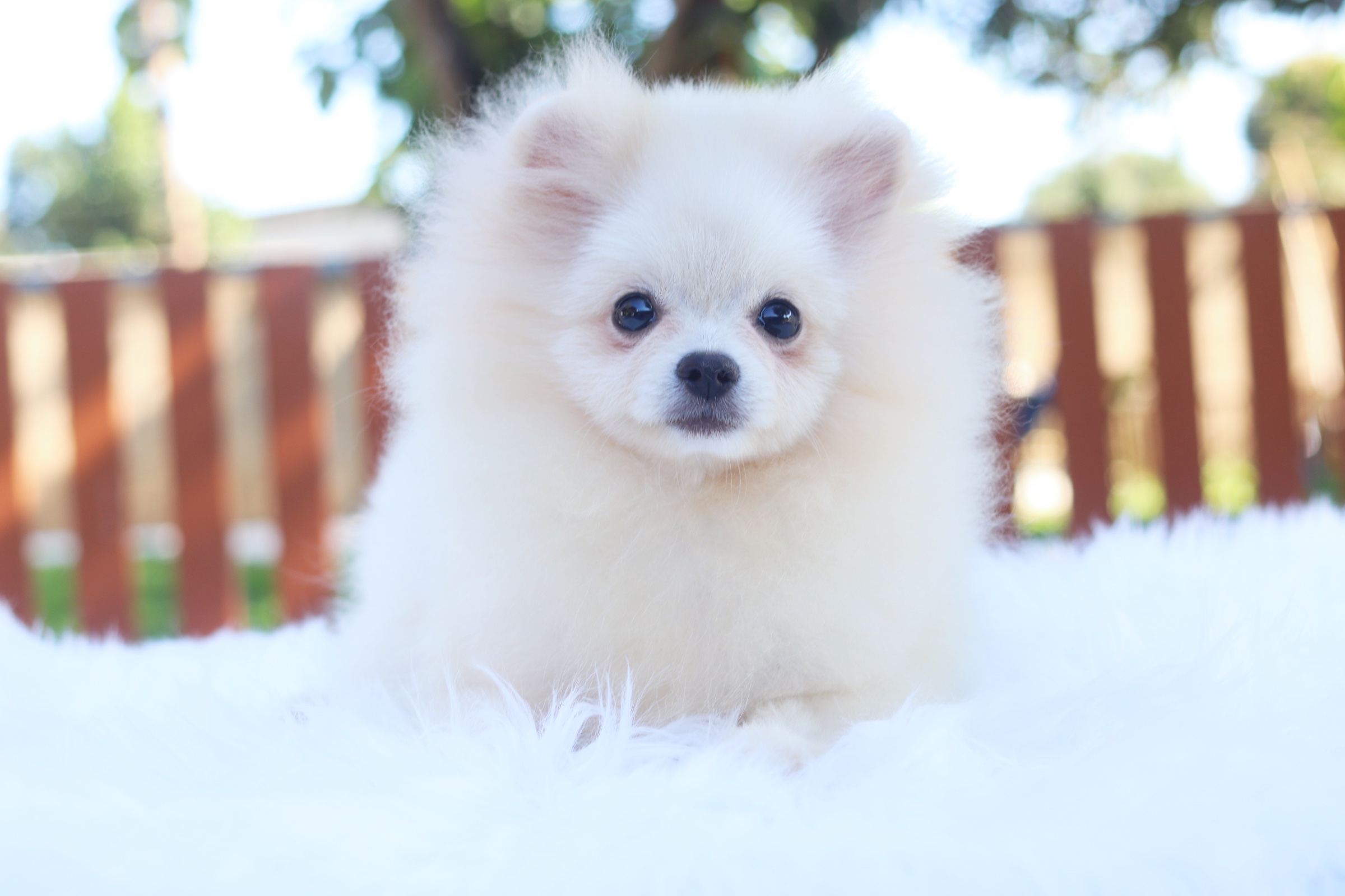 ปอมเมอเรเนียน เพศผู้ สีขาวครีมขนแน่น