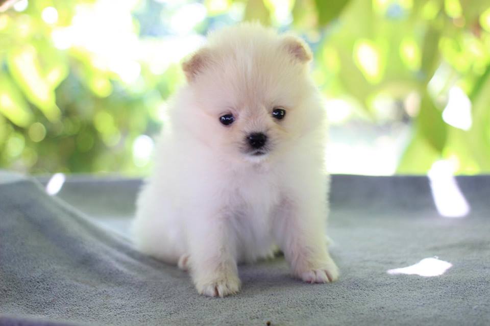 ปอมเมอเรเนียน เพศผู้