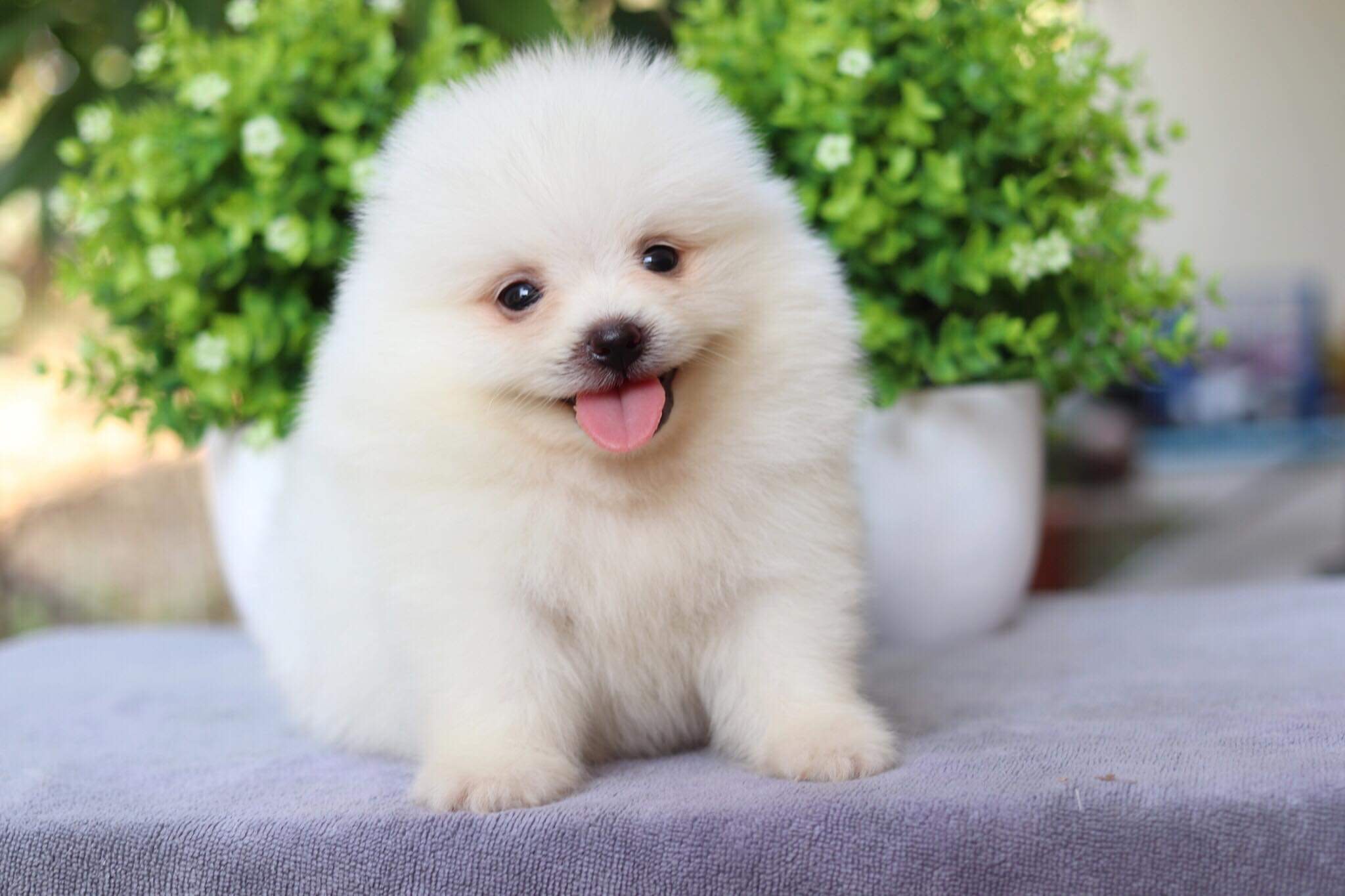 ปอมเมอเรเนียน เพศผู้