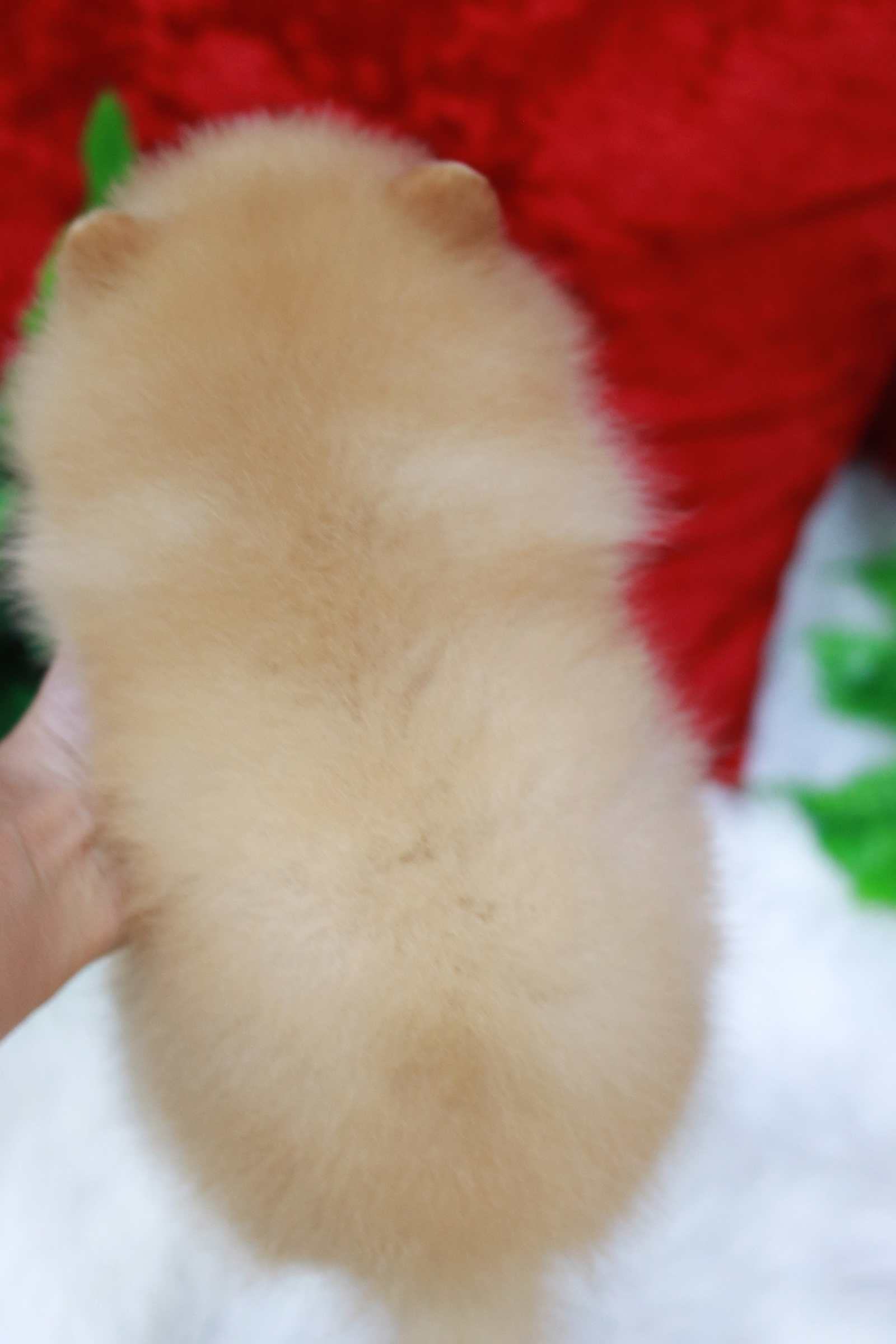 ปอมเมอเรเนียน เพศเมียสีครีม หน้าตุ๊กตา