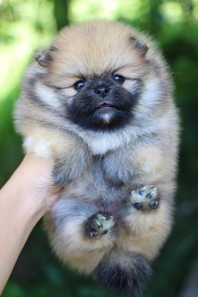 ปอมเมอเรเนียน เพศผู้