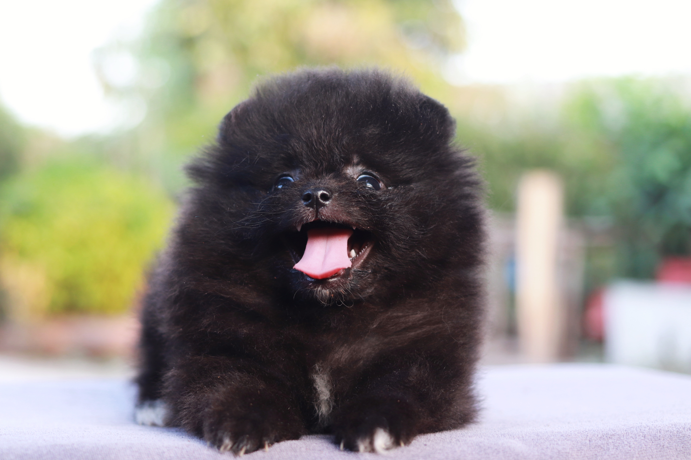 ปอมเมอเรเนียน เพศผู้