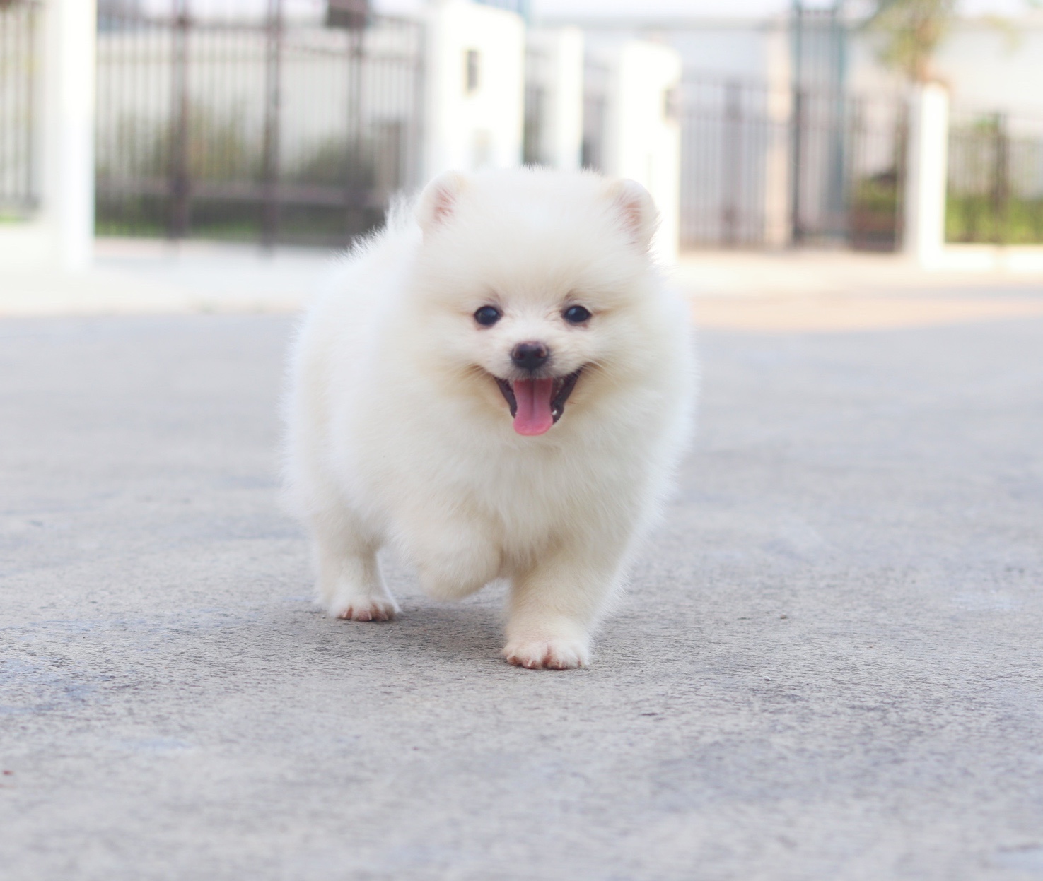 ปอมเมอเรเนียน เพศผู้ สีขาวครีม