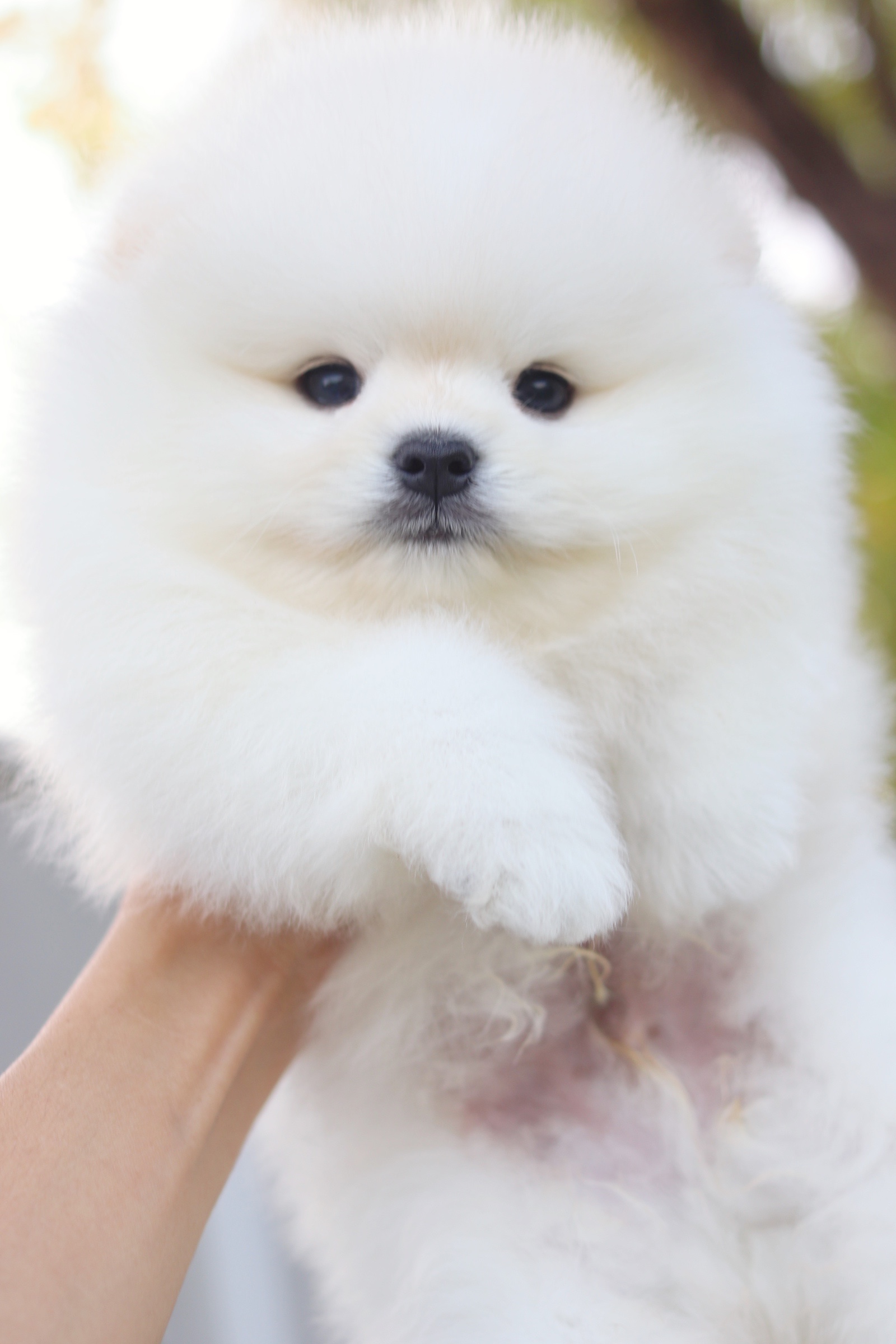 ปอมเมอเรเนียน เพศผู้ สีขาวครีม