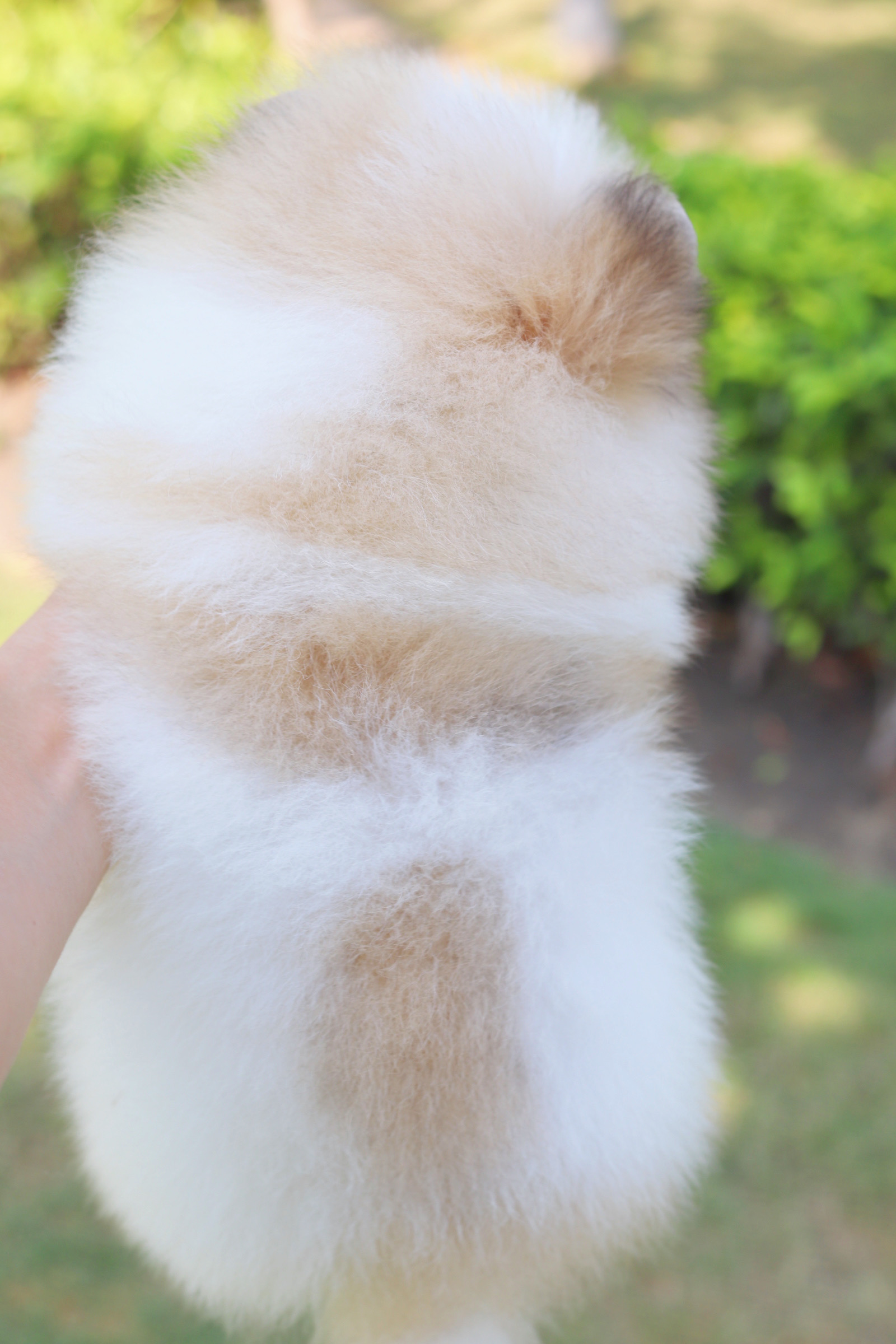 ปอมเมอเรเนียน เพศเมียสีแฟนซี เกรดโชว์