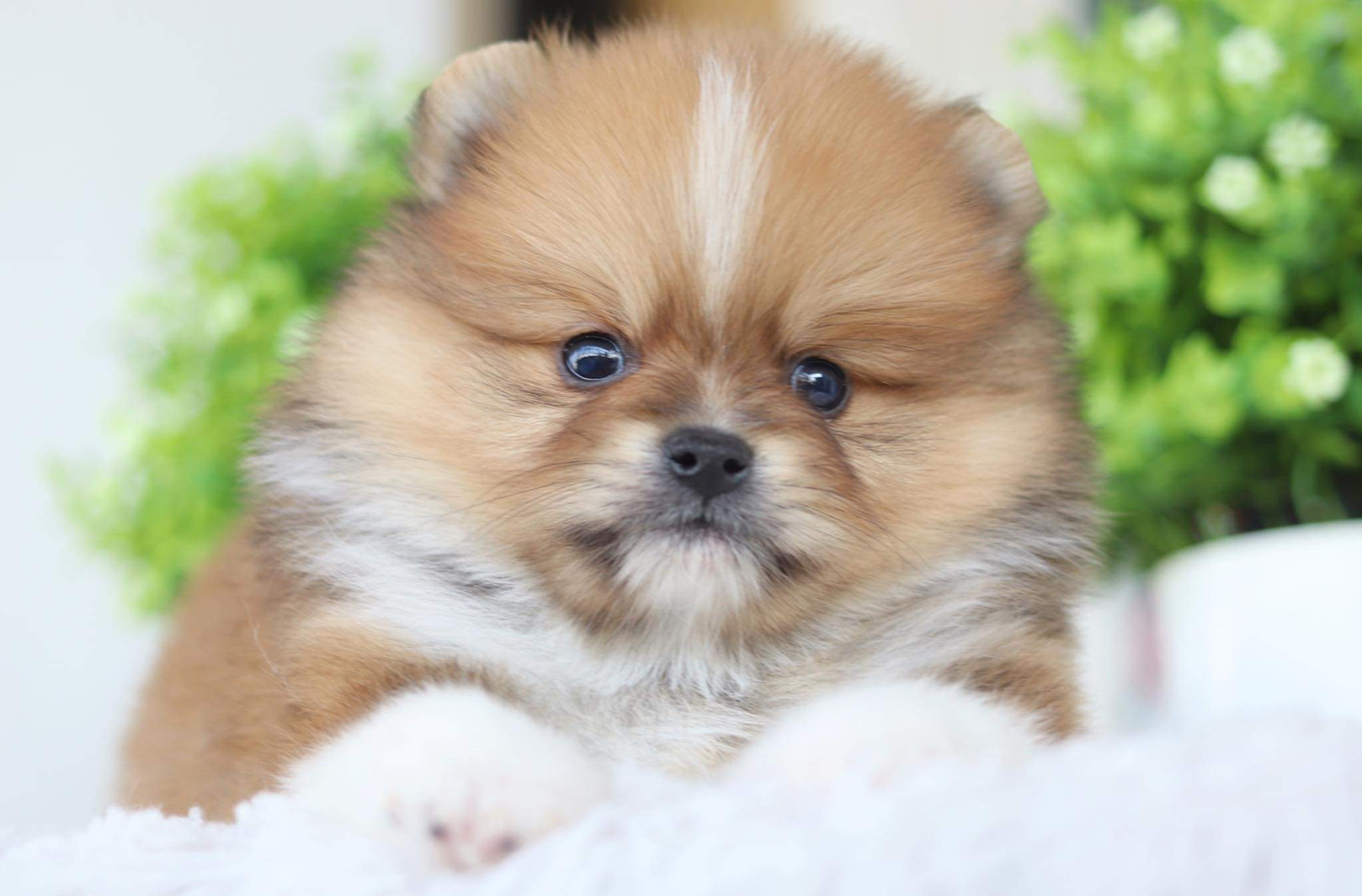 ปอมเมอเรเนียน เพศผู้