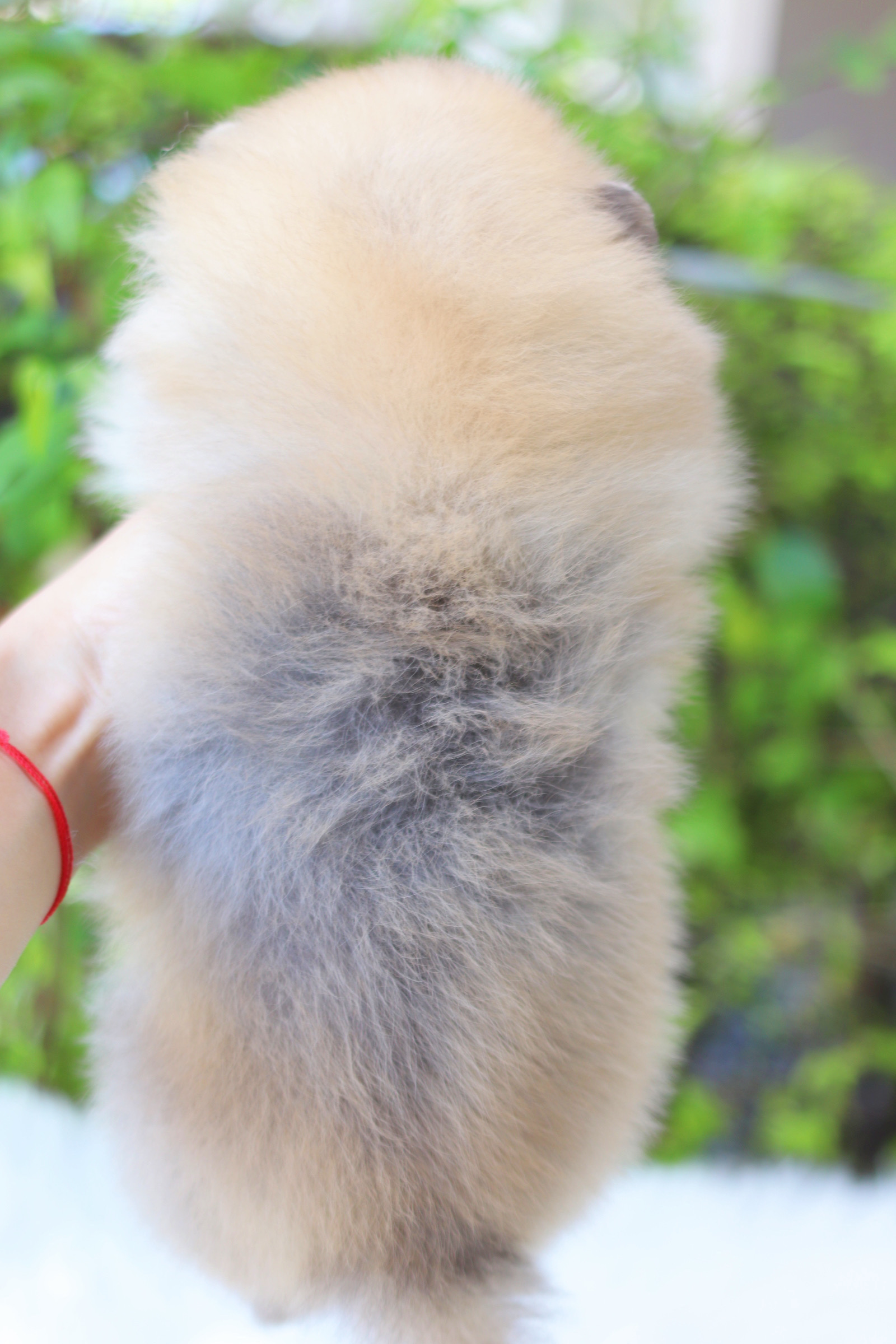 ปอมเมอเรเนียน เพศเมียสีส้ม