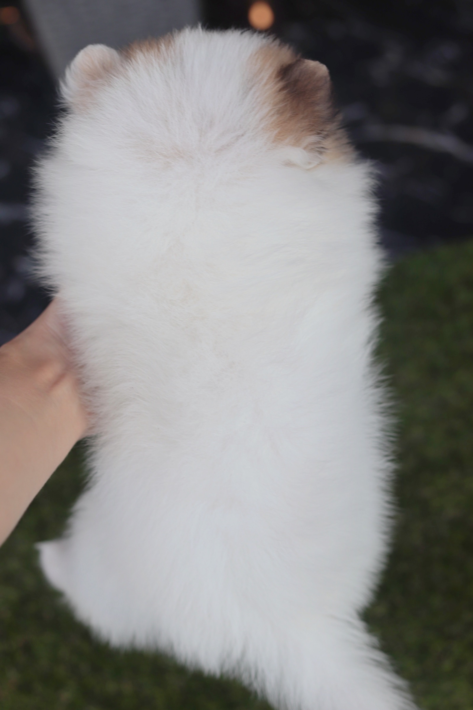 ปอมเมอเรเนียน เพศผู้ สีแฟนซี