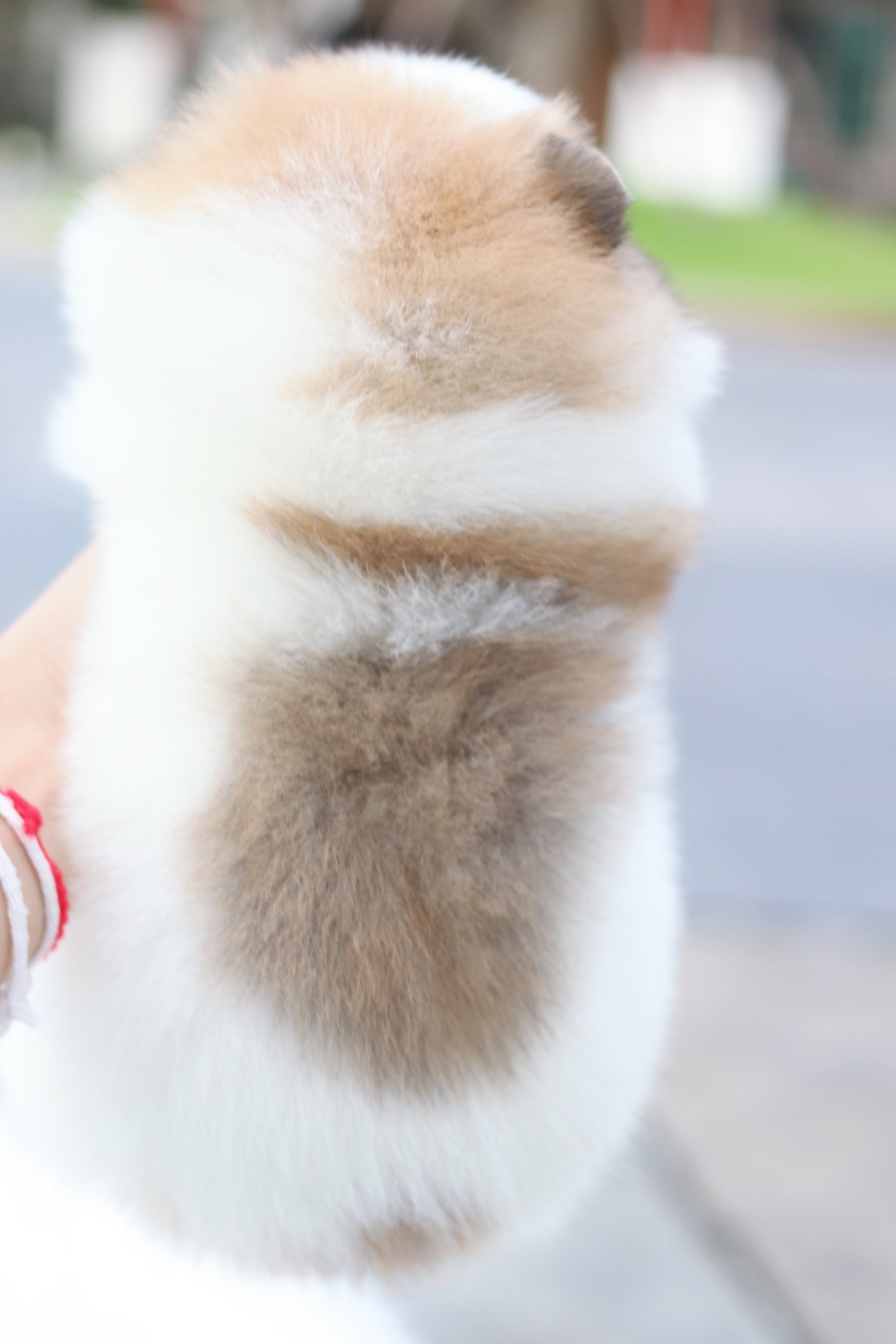 ปอมเมอเรเนียน เพศเมียสีแฟนซี