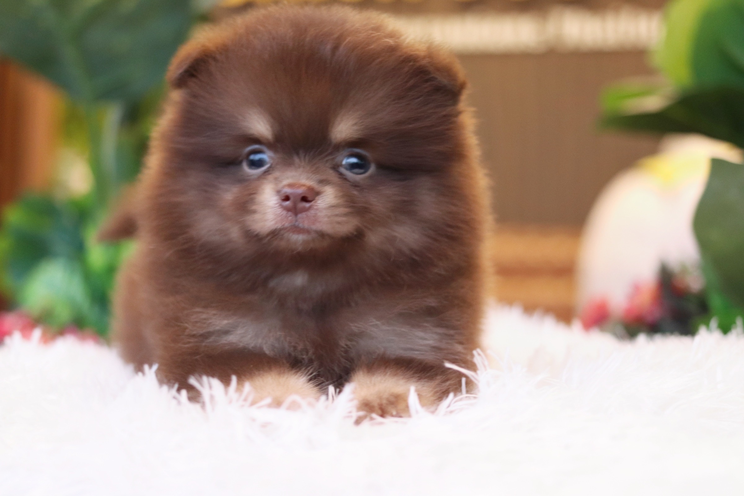 ปอมเมอเรเนียน เพศผู้ สีช็อคโกแลต&แทน