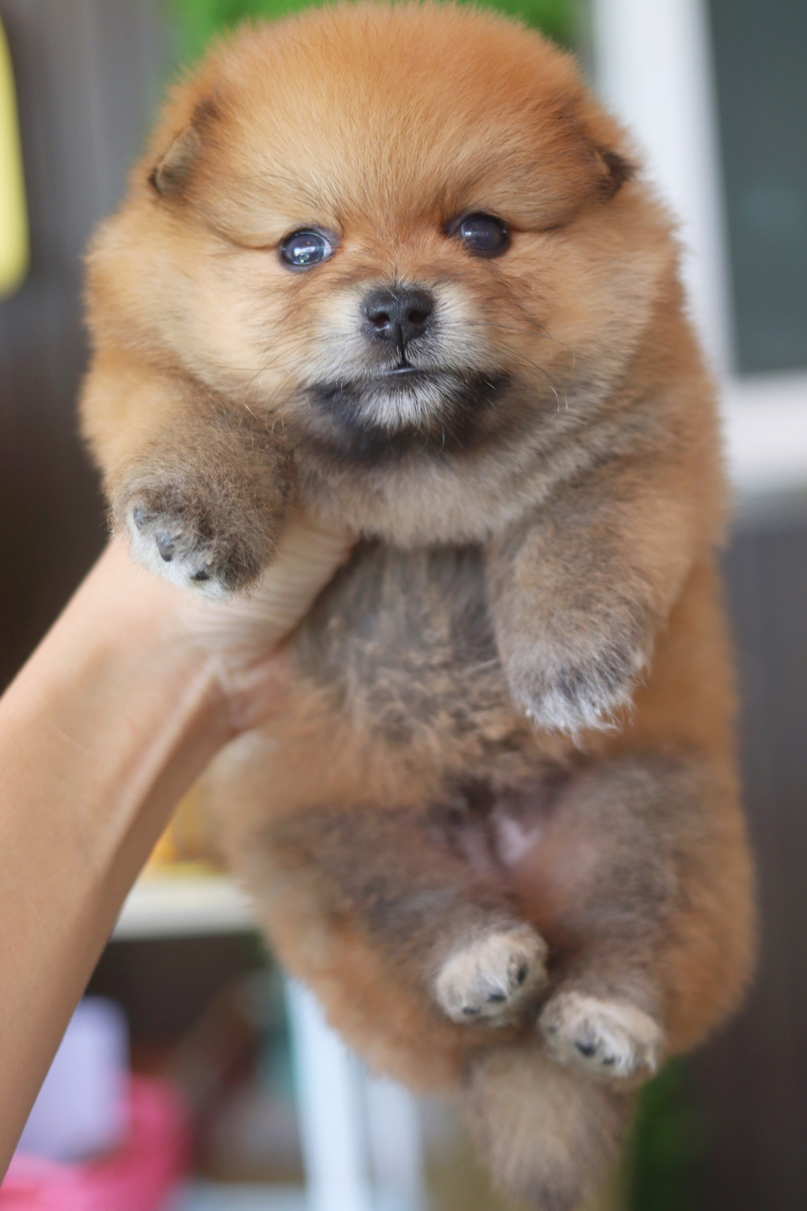 ปอมเมอเรเนียน เพศผู้สีส้ม