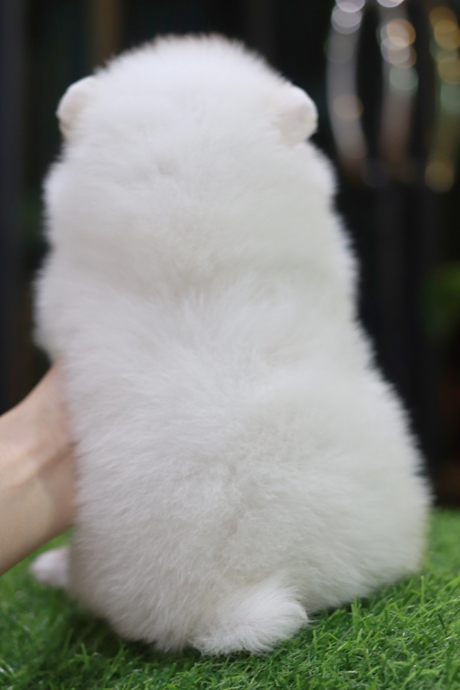 ปอมเมอเรเนียน เพศผู้ สีขาว