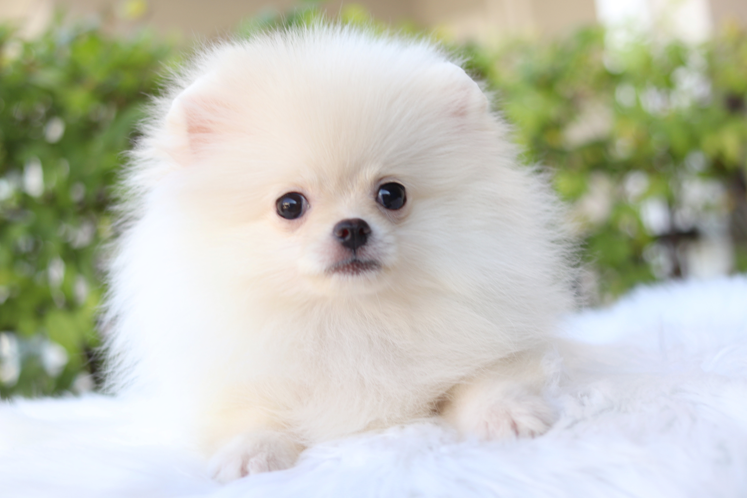 ปอมเมอเรเนียน เพศเมียสีขาวครีม