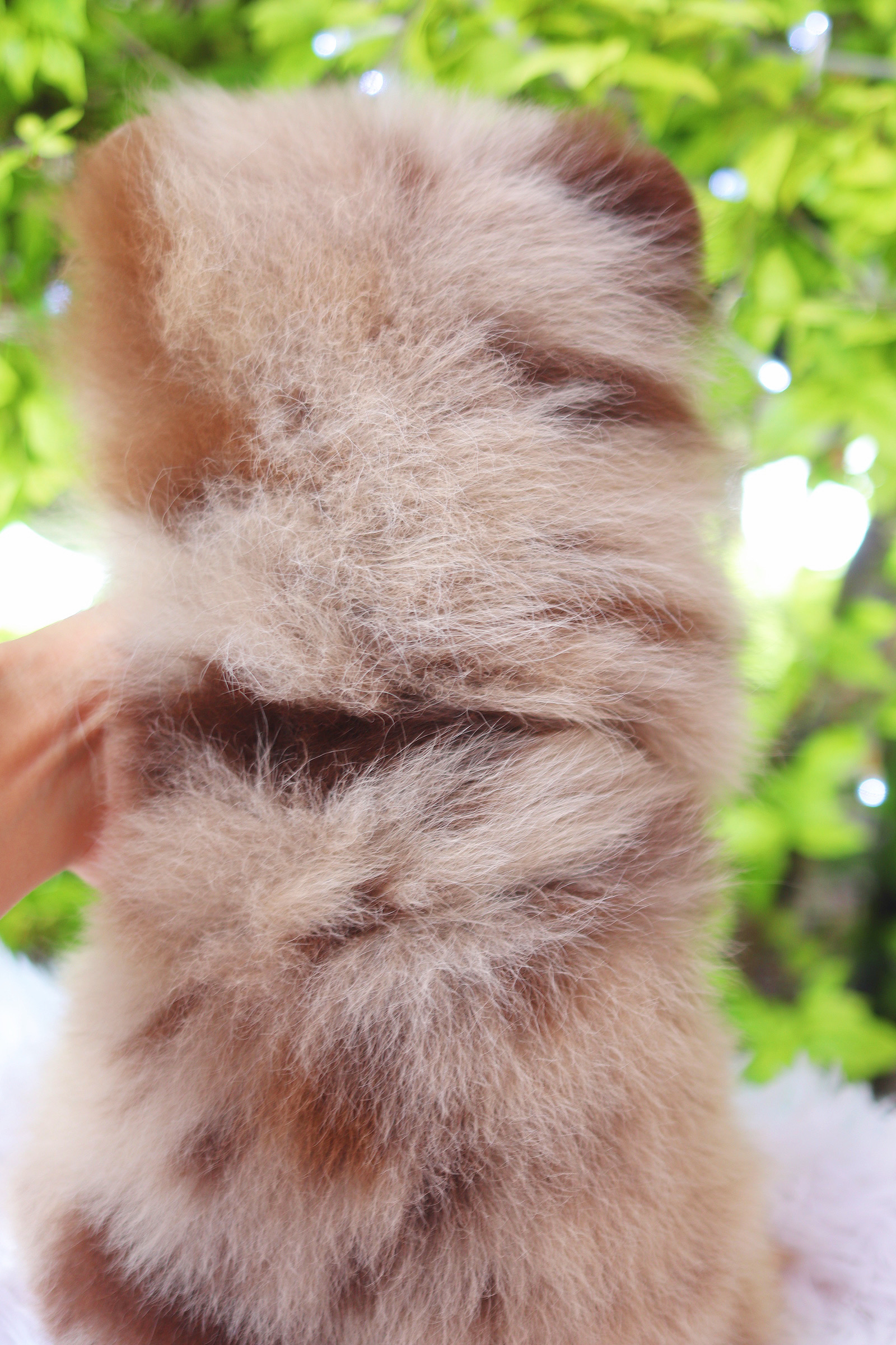 ปอมเมอเรเนียน เพศเมียสีเมอร์เร่