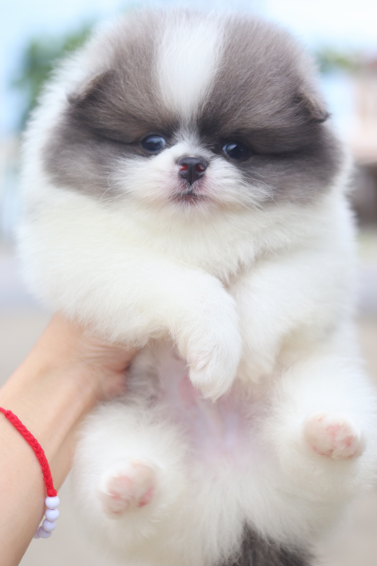 ปอมเมอเรเนียน เพศผู้แฟนซี เกรดโชว์