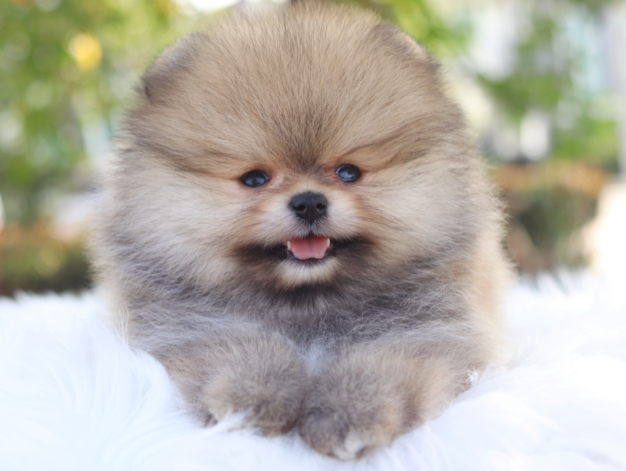 ปอมเมอเรเนียน เพศเมียสีส้ม เกรดโชว์