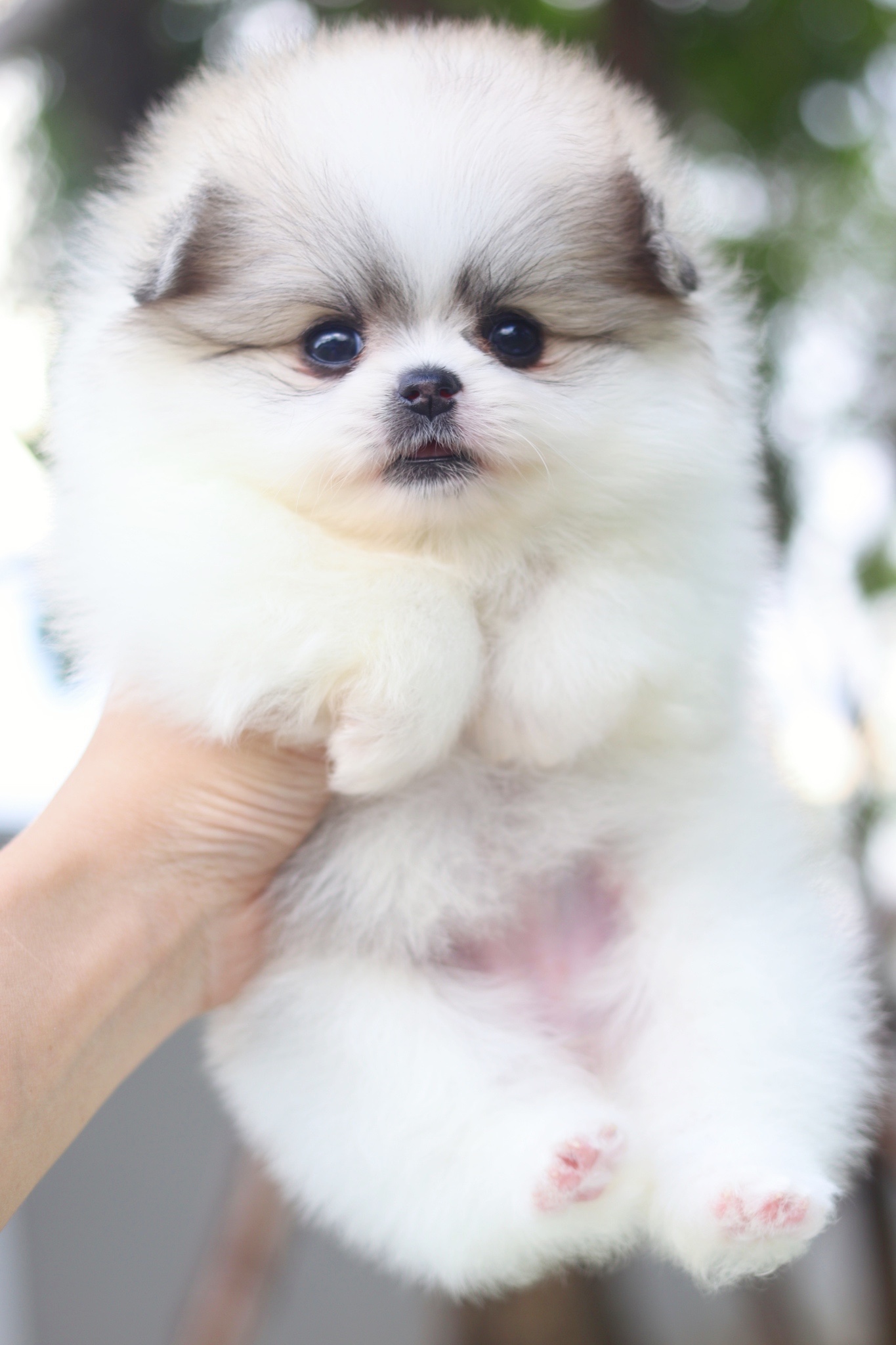 ปอมเมอเรเนียน เพศเมียสีแฟนซีเกรดโชว์