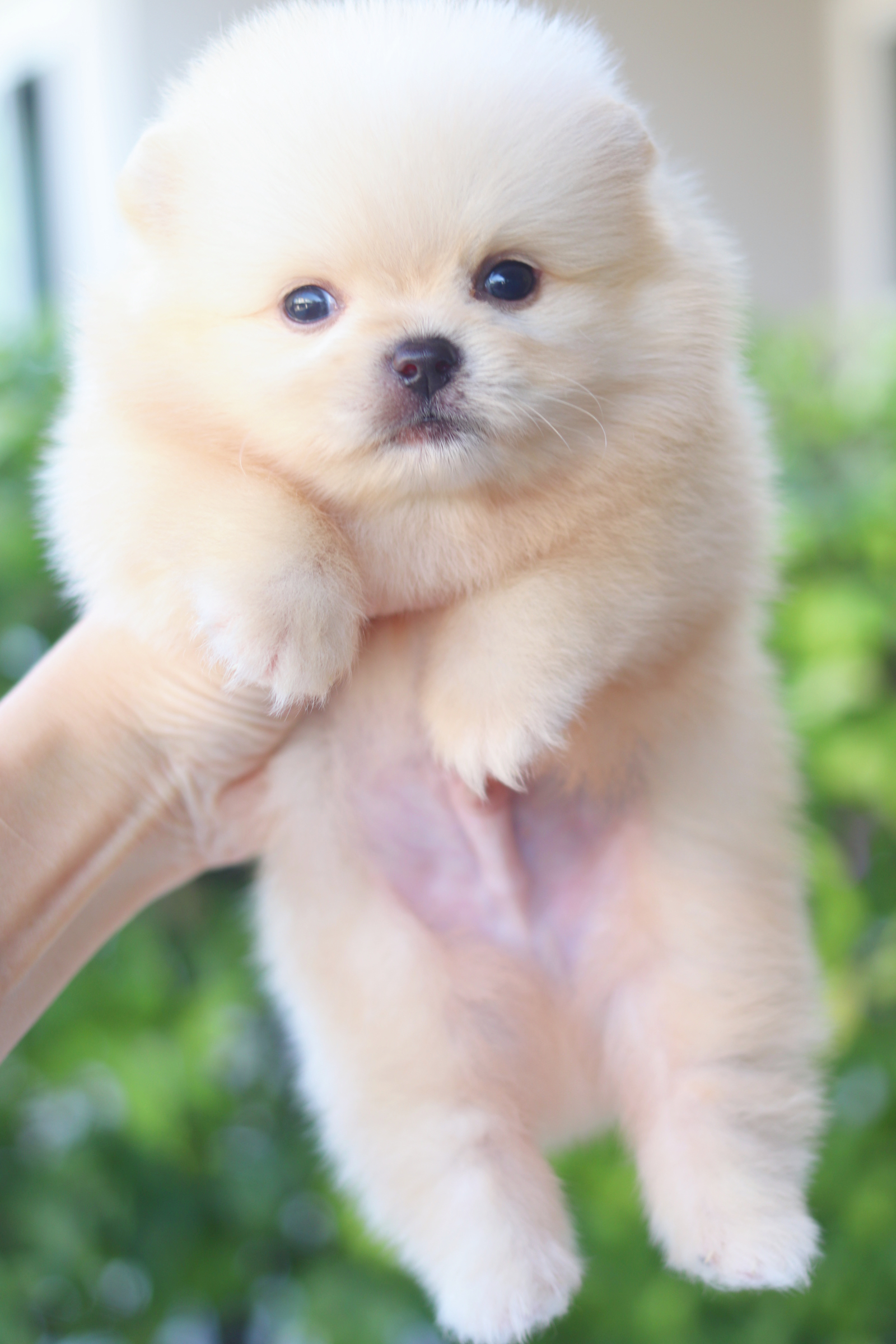 ปอมเมอเรเนียน เพศผู้สีครีม