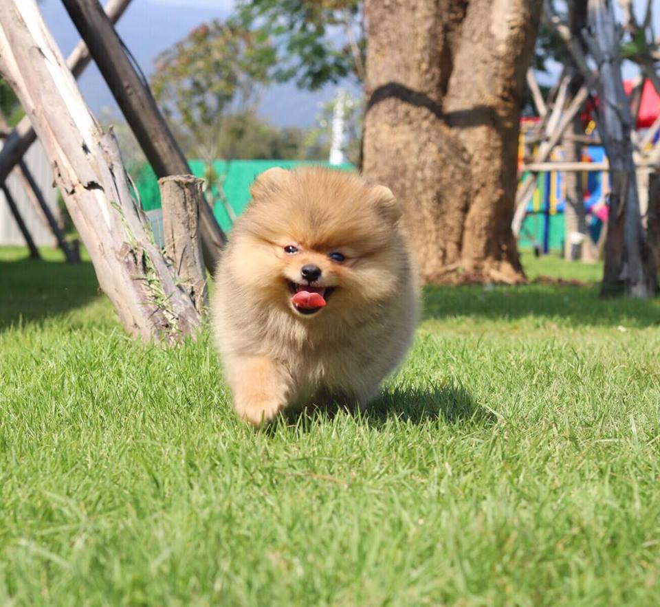 ปอมเมอเรเนียน เพศผู้