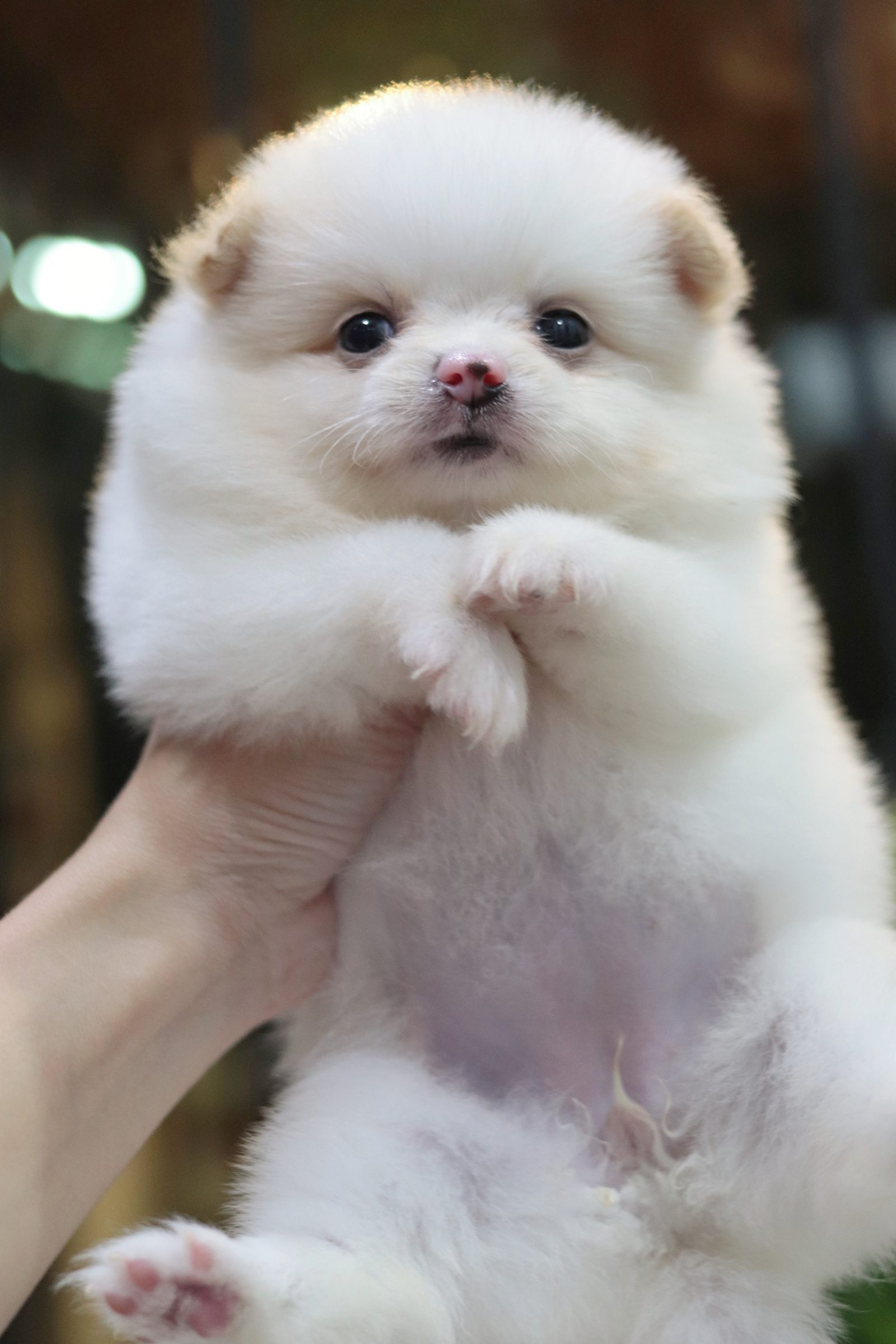 ปอมเมอเรเนียน เพศเมียขาวครีม