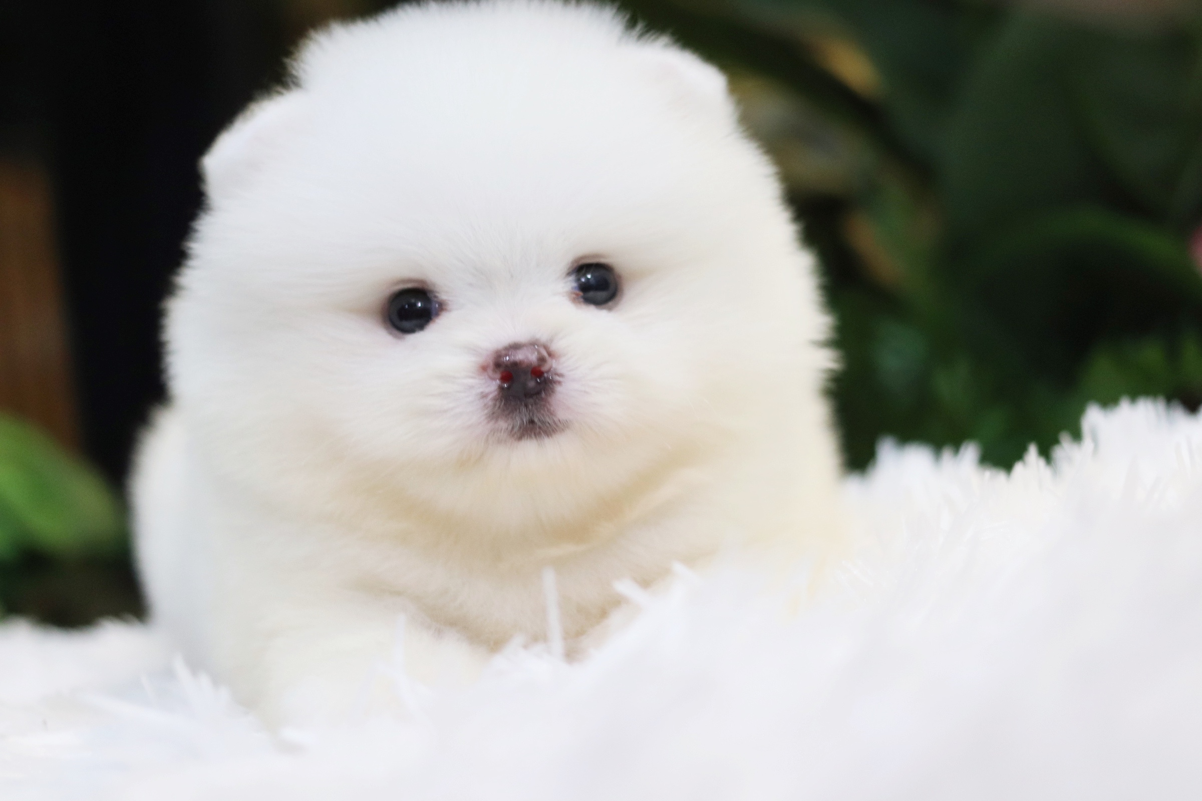 ปอมเมอเรเนียน เพศผู้ สีขาว เกรดโชว์