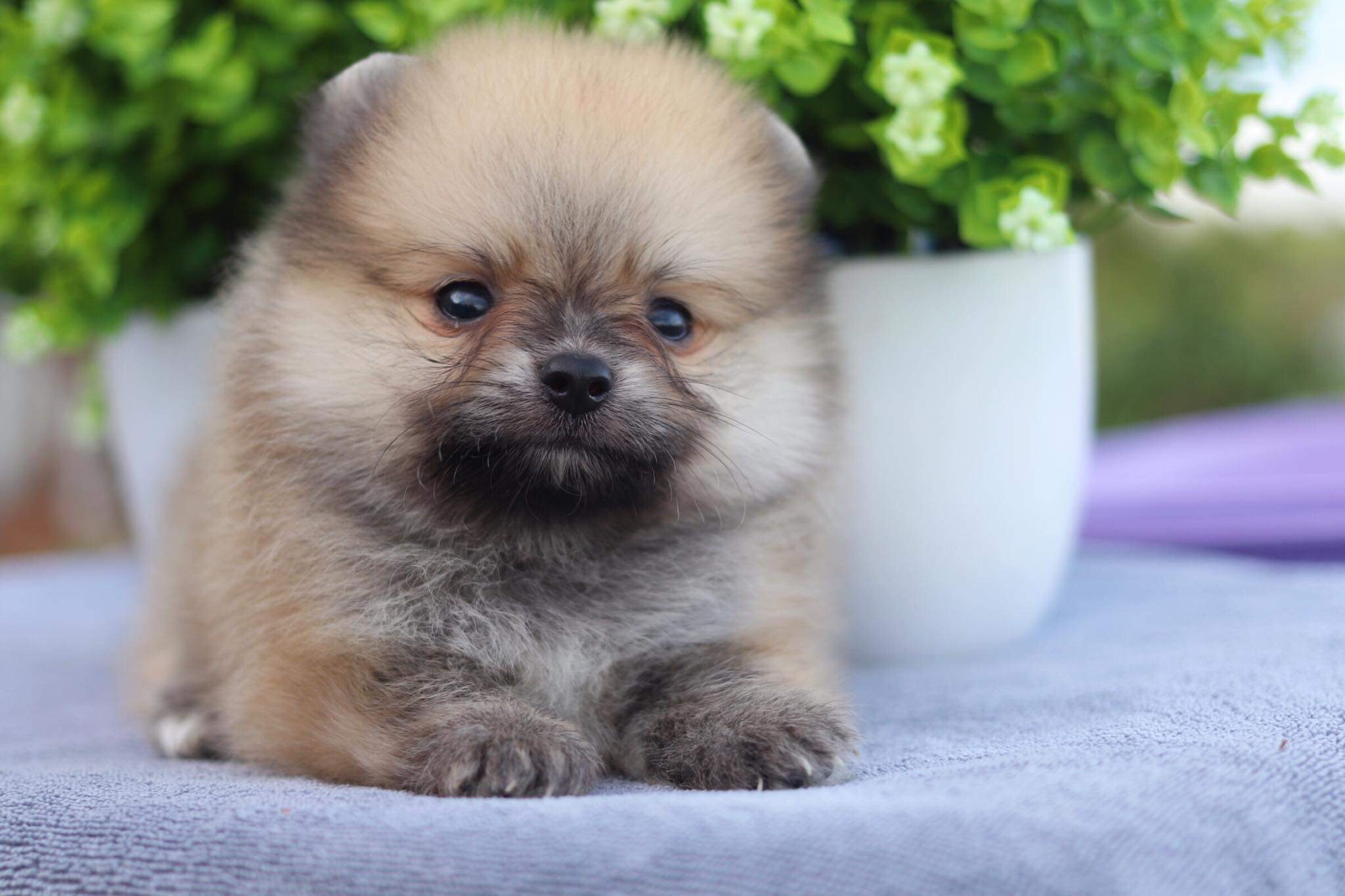 ปอมเมอเรเนียน เพศผู้