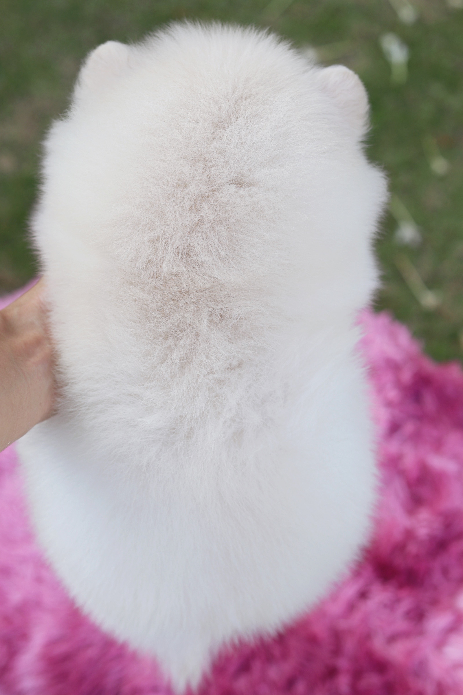 ปอมเมอเรเนียน เพศผู้สีขาวครีม