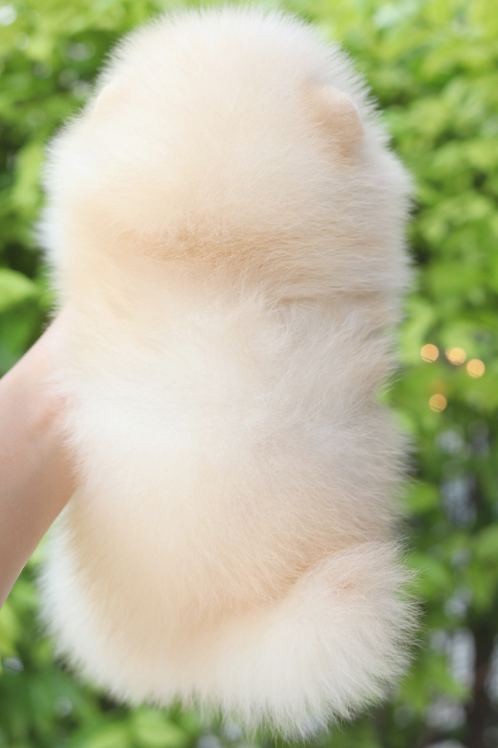 ปอมเมอเรเนียน เพศผู้สีครีม