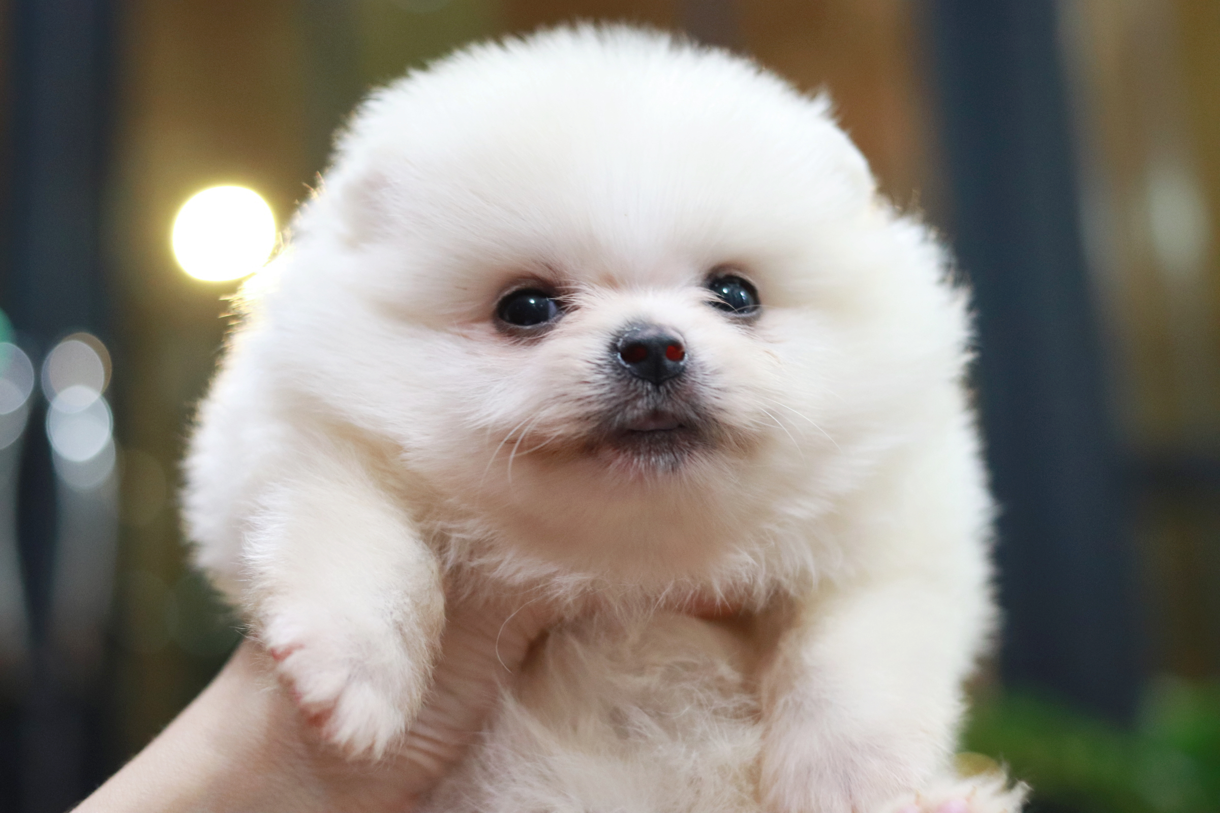 ปอมเมอเรเนียน เพศเมีย