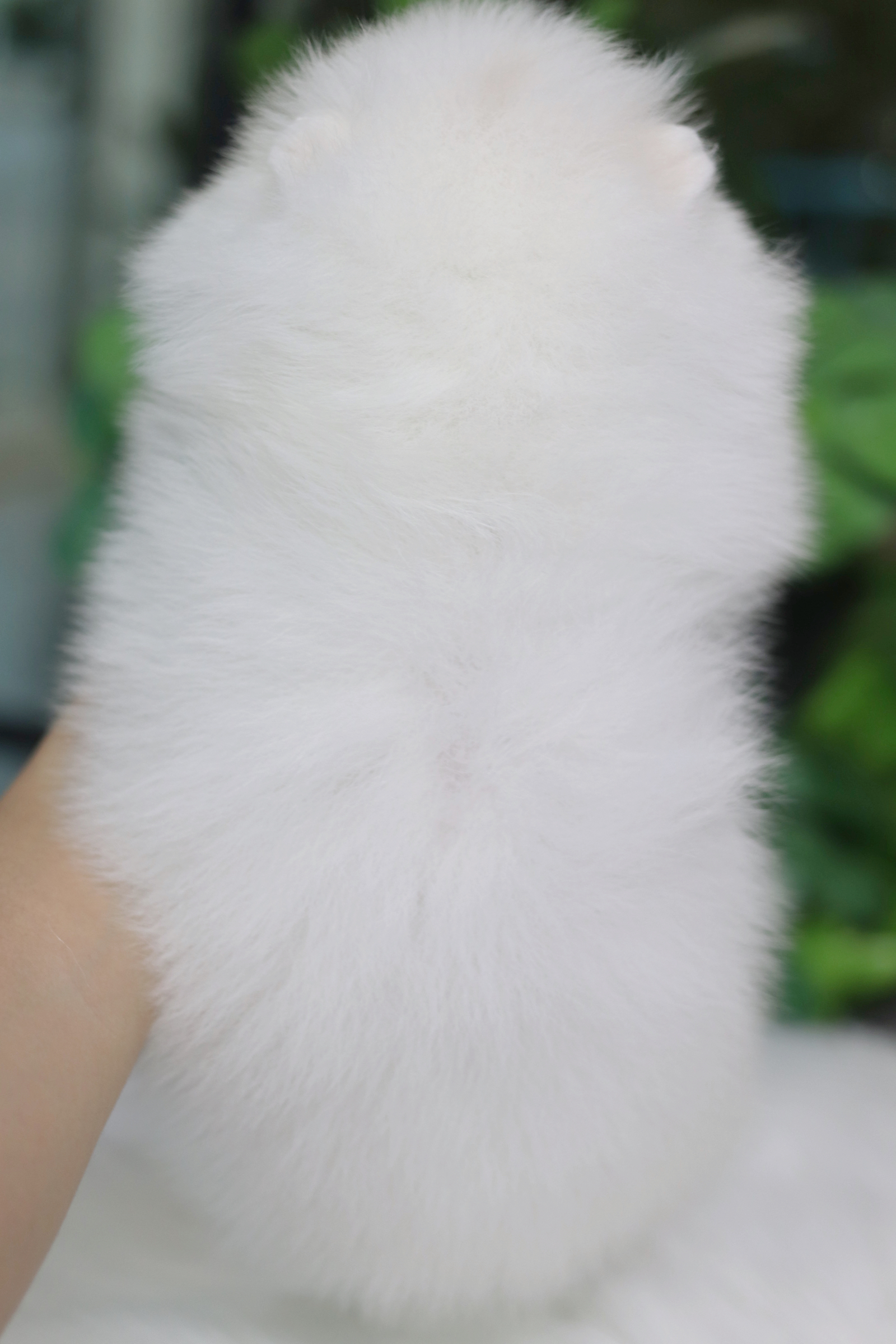 ปอมเมอเรเนียน เพศผู้ส่ขาวครีม