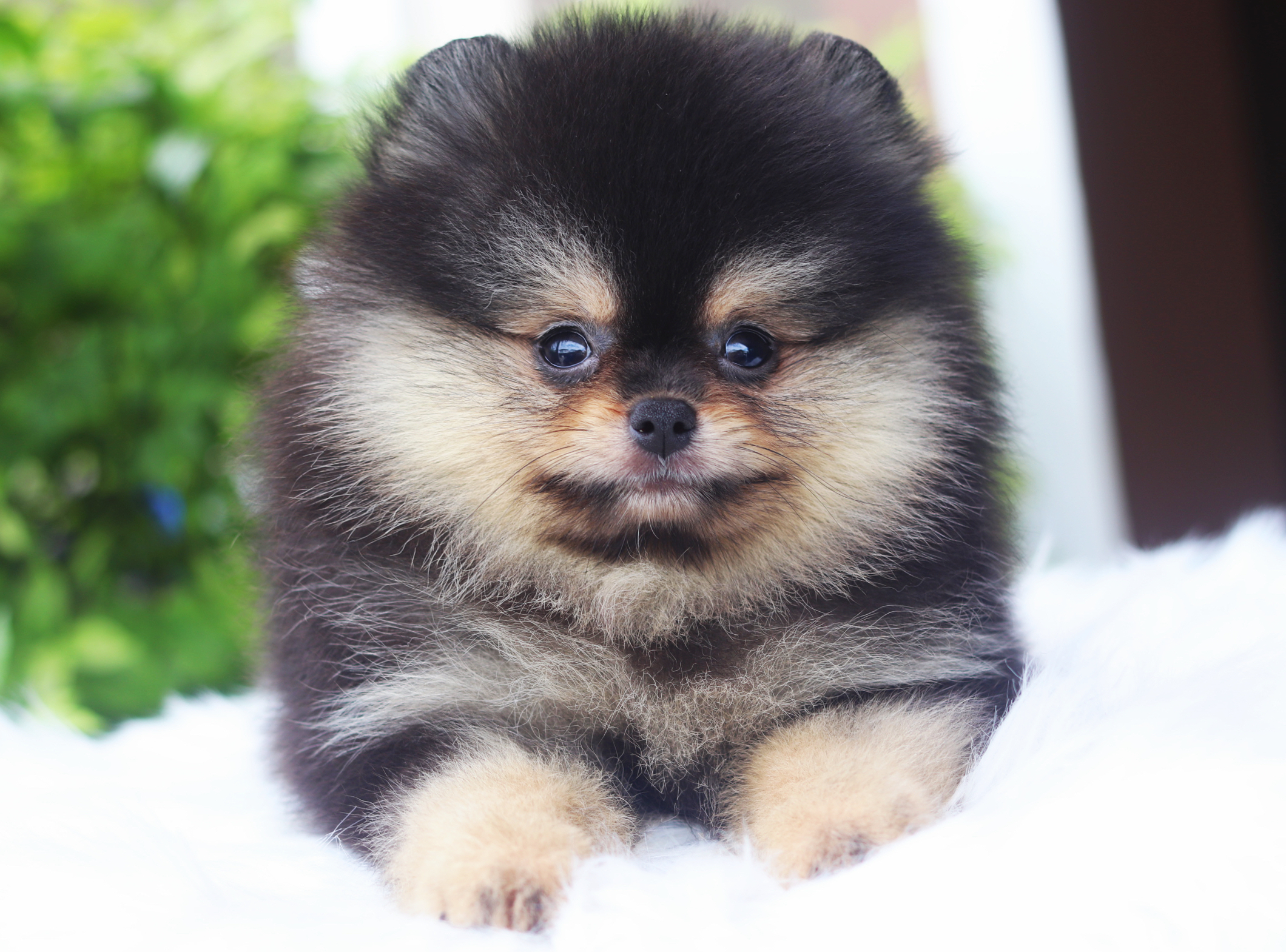 ปอมเมอเรเนียน เพศเมียสีแบล็คแทน