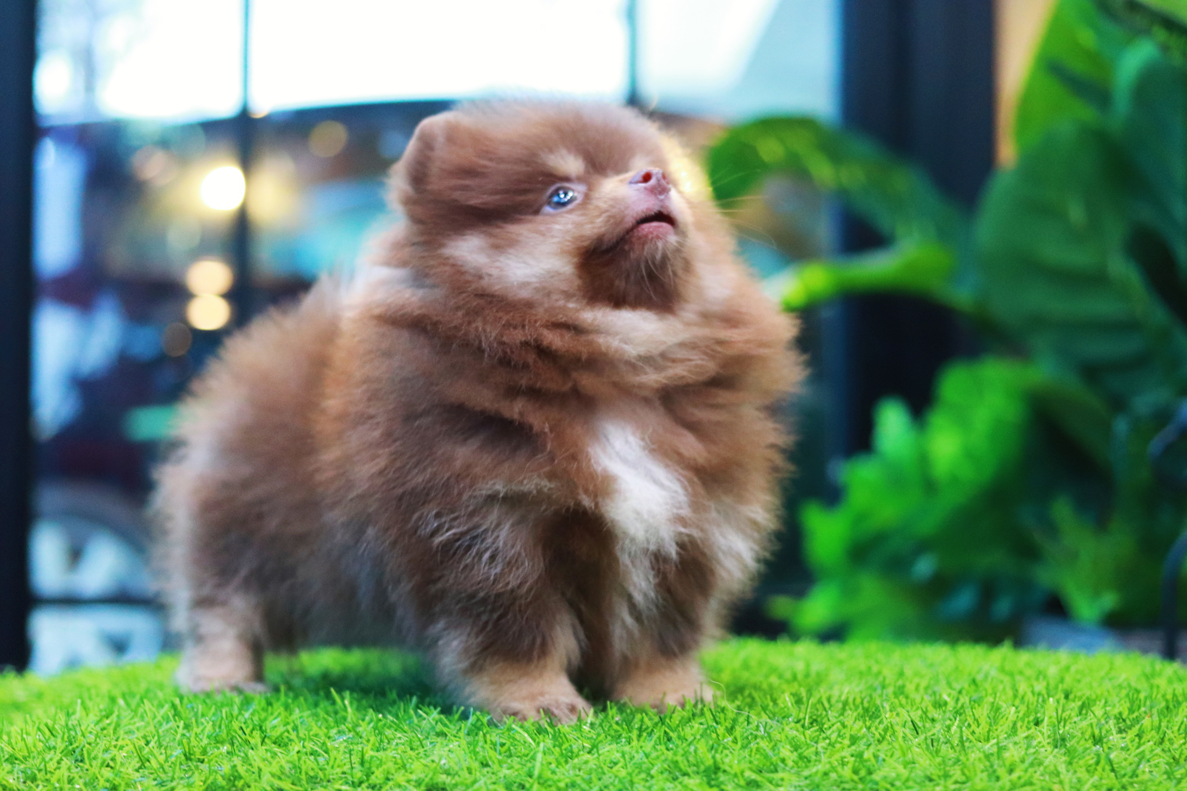 ปอมเมอเรเนียน เพศผู้ ช็อคแทน เกรดสวยขนแน่นน