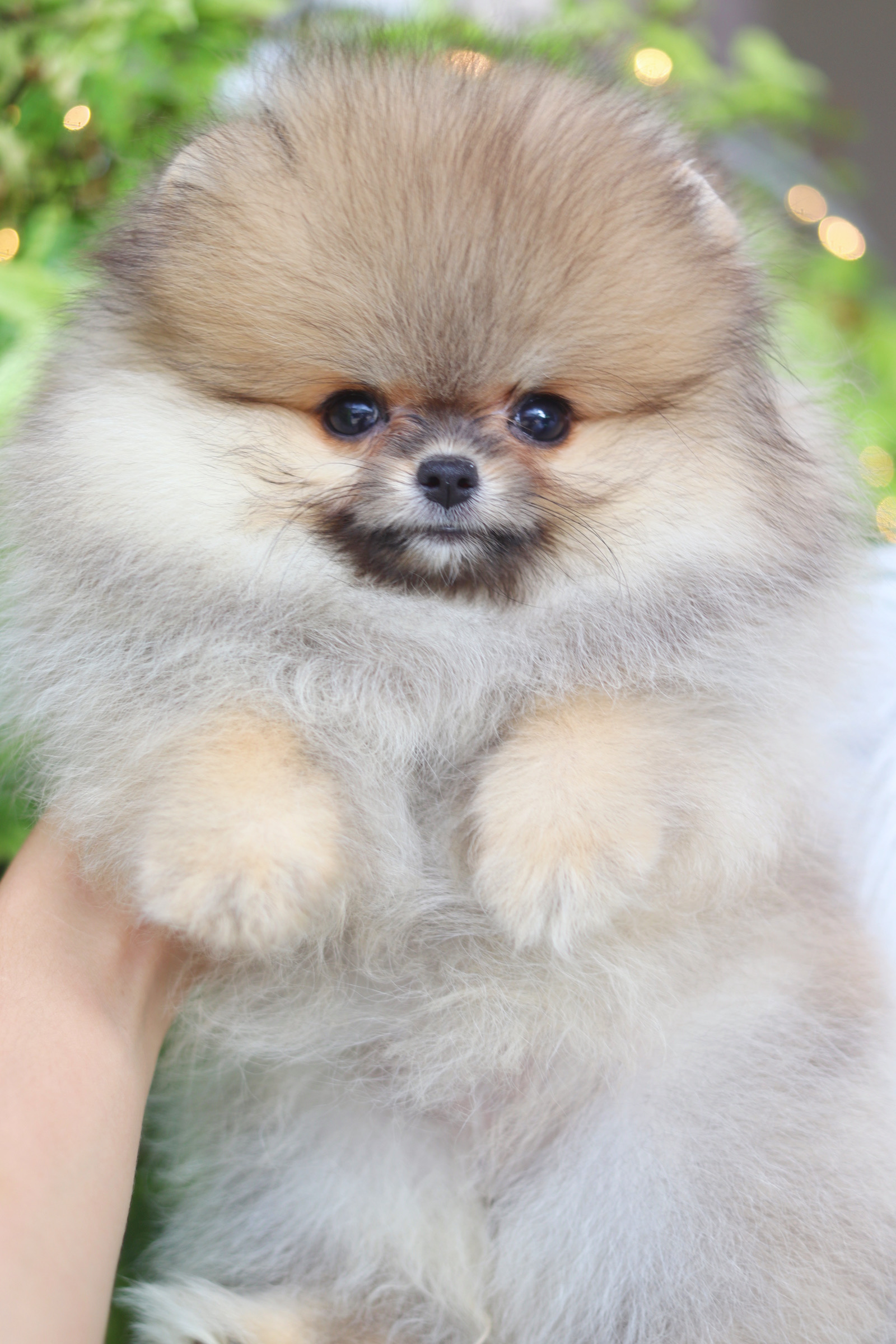 ปอมเมอเรเนียน เพศเมียสีส้มเกรดโชว์