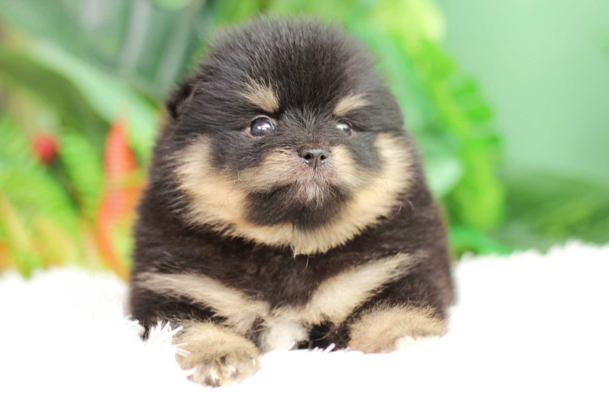 ปอมเมอเรเนียน เพศผู้ แบล็คแทน