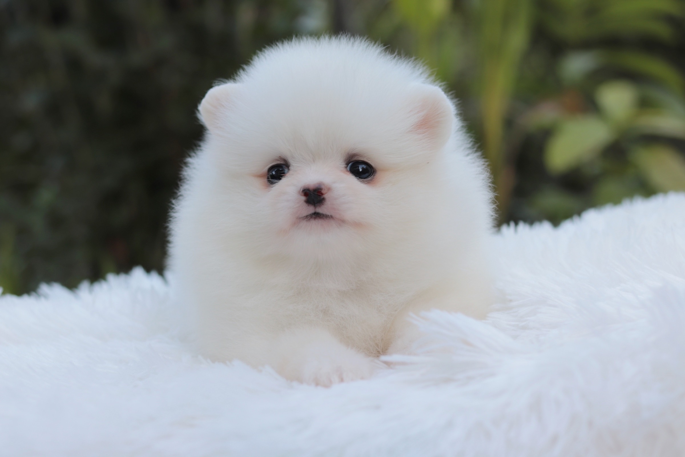 ปอมเมอเรเนียน เพศเมีย สีขาว