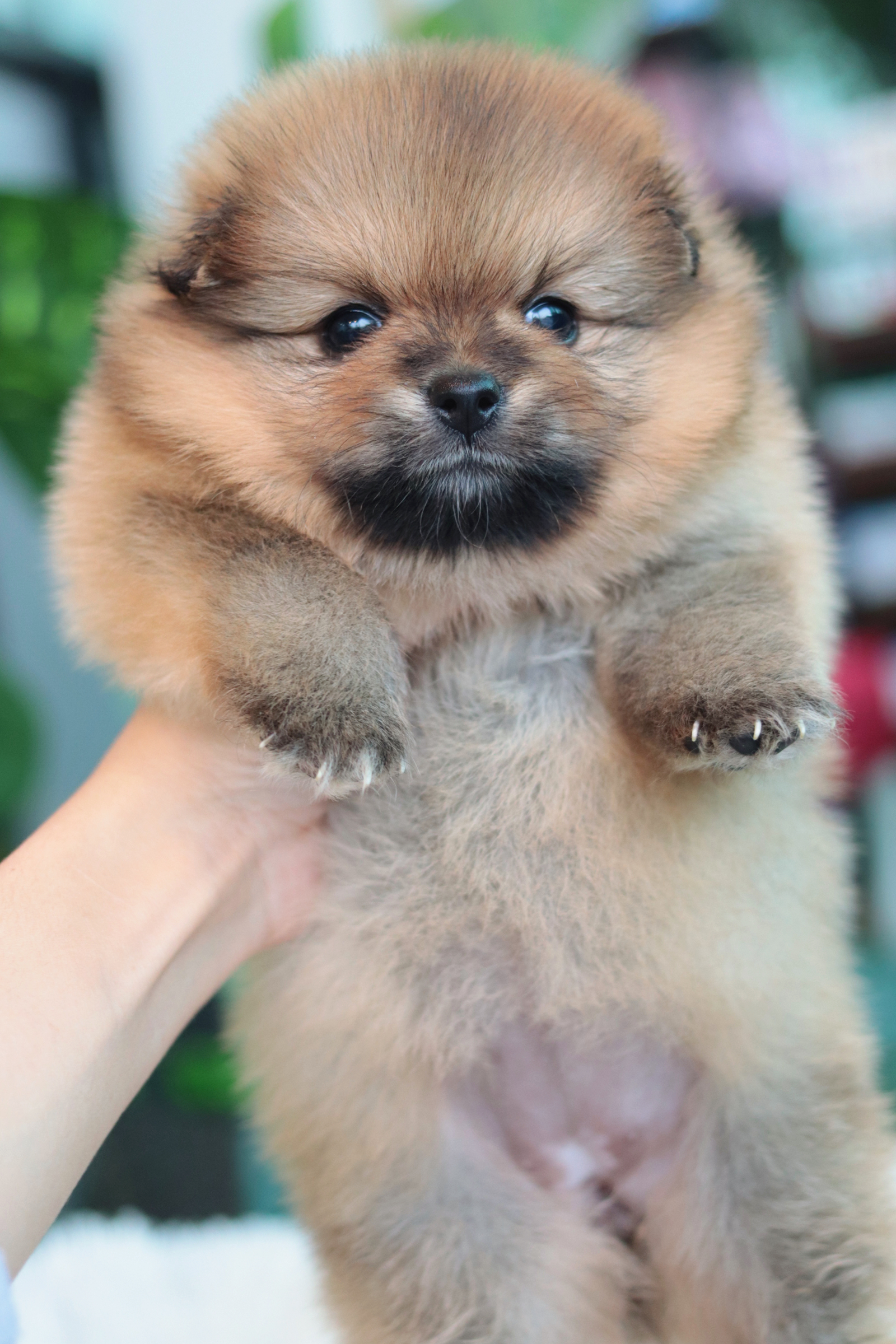 ปอมเมอเรเนียน เพศเมีย สีส้ม