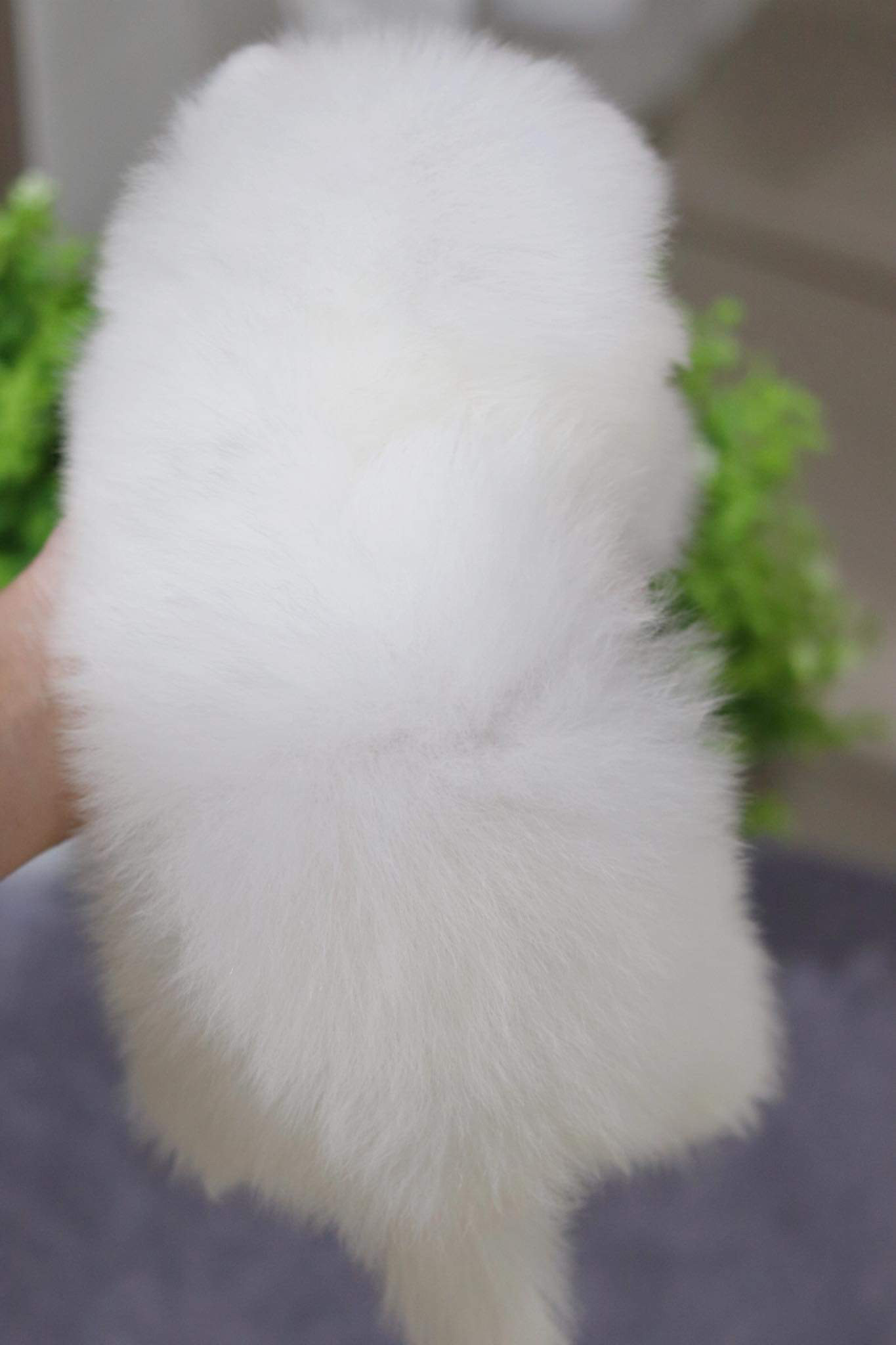 ปอมเมอเรเนียน เพศเมีย