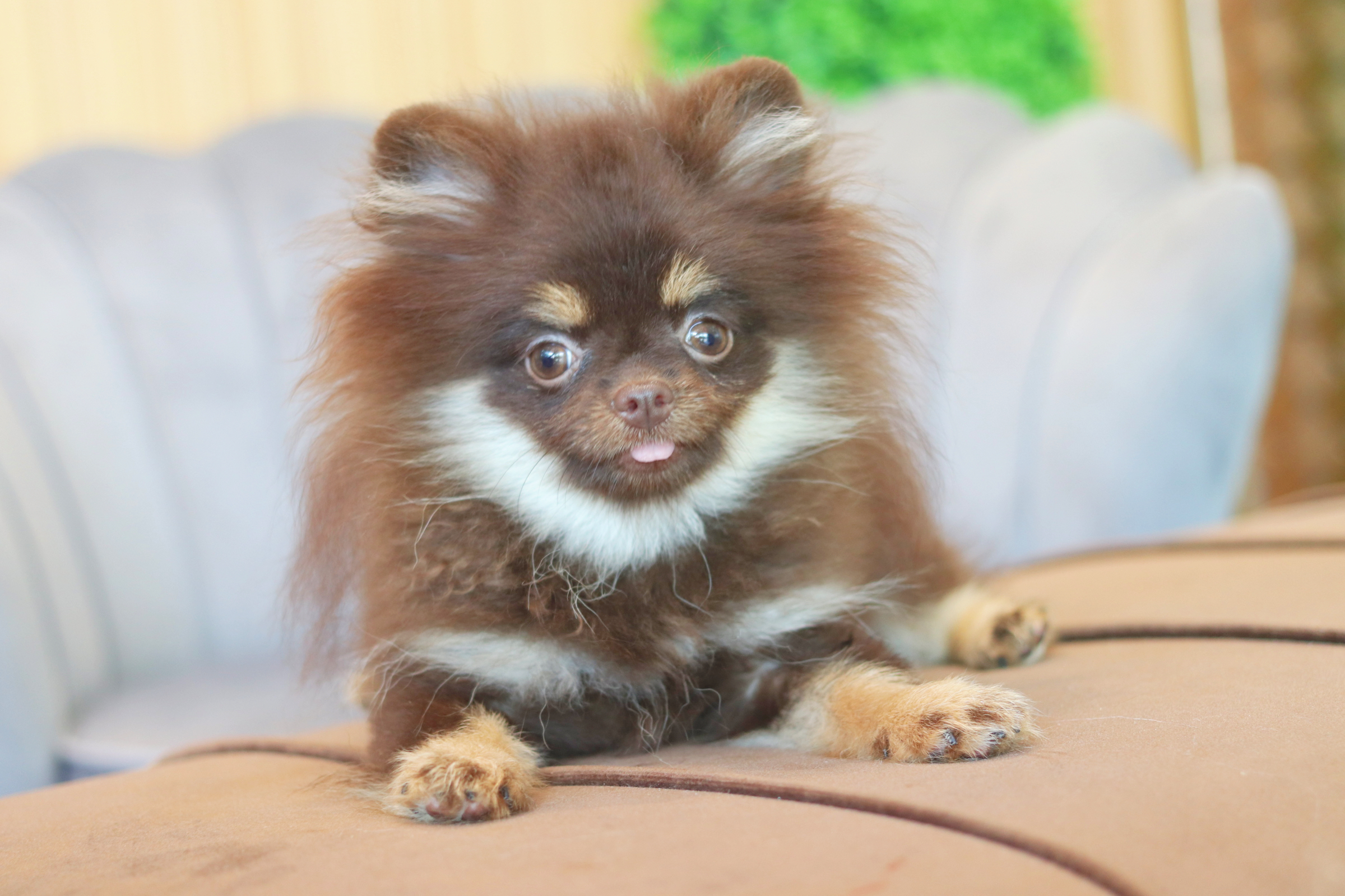 ปอมเมอเรเนียน เพศเมียสีช็อคแทน สามเดือนกว่า