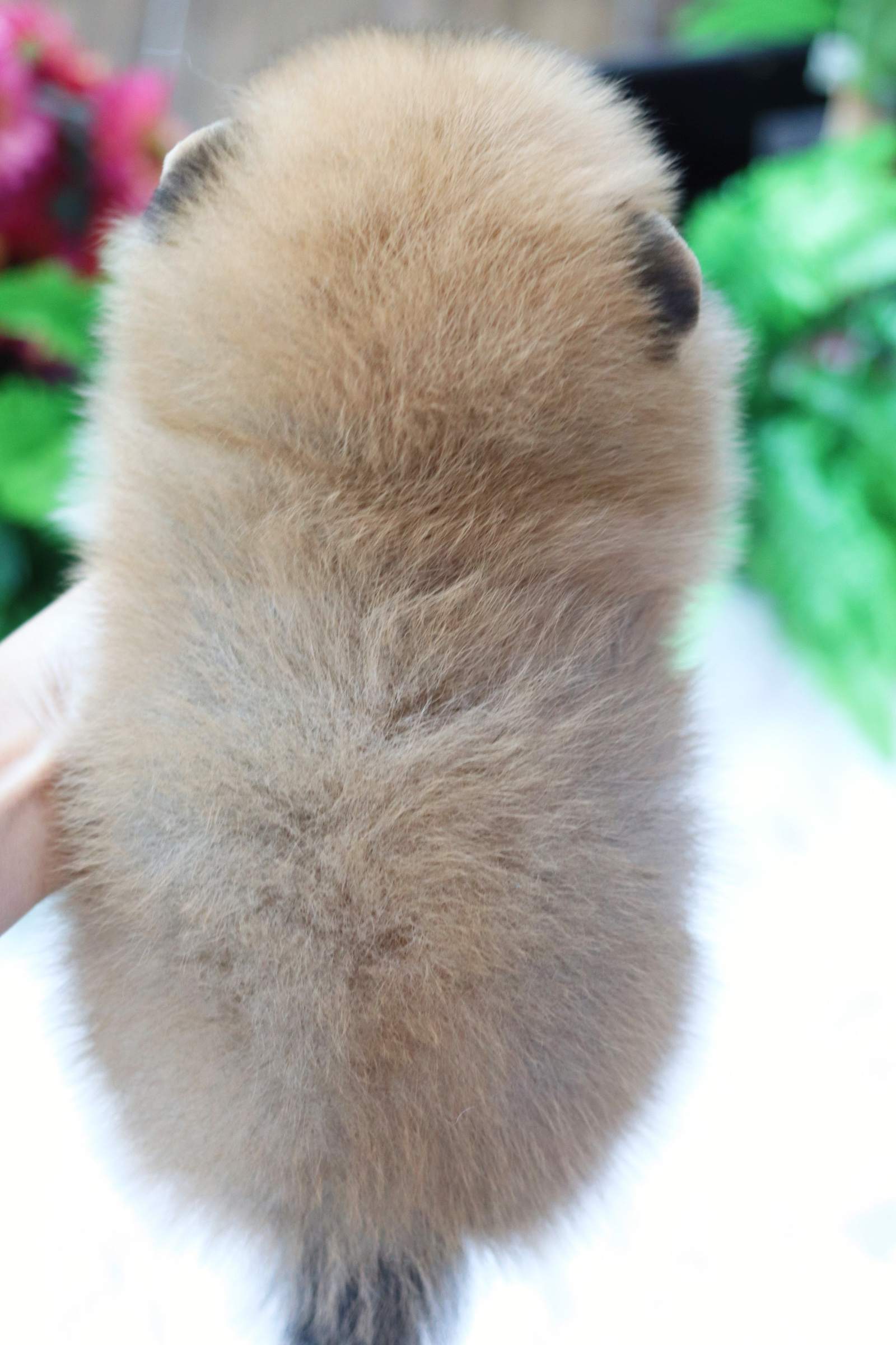 ปอมเมอเรเนียน เพศผู้ สีส้ม