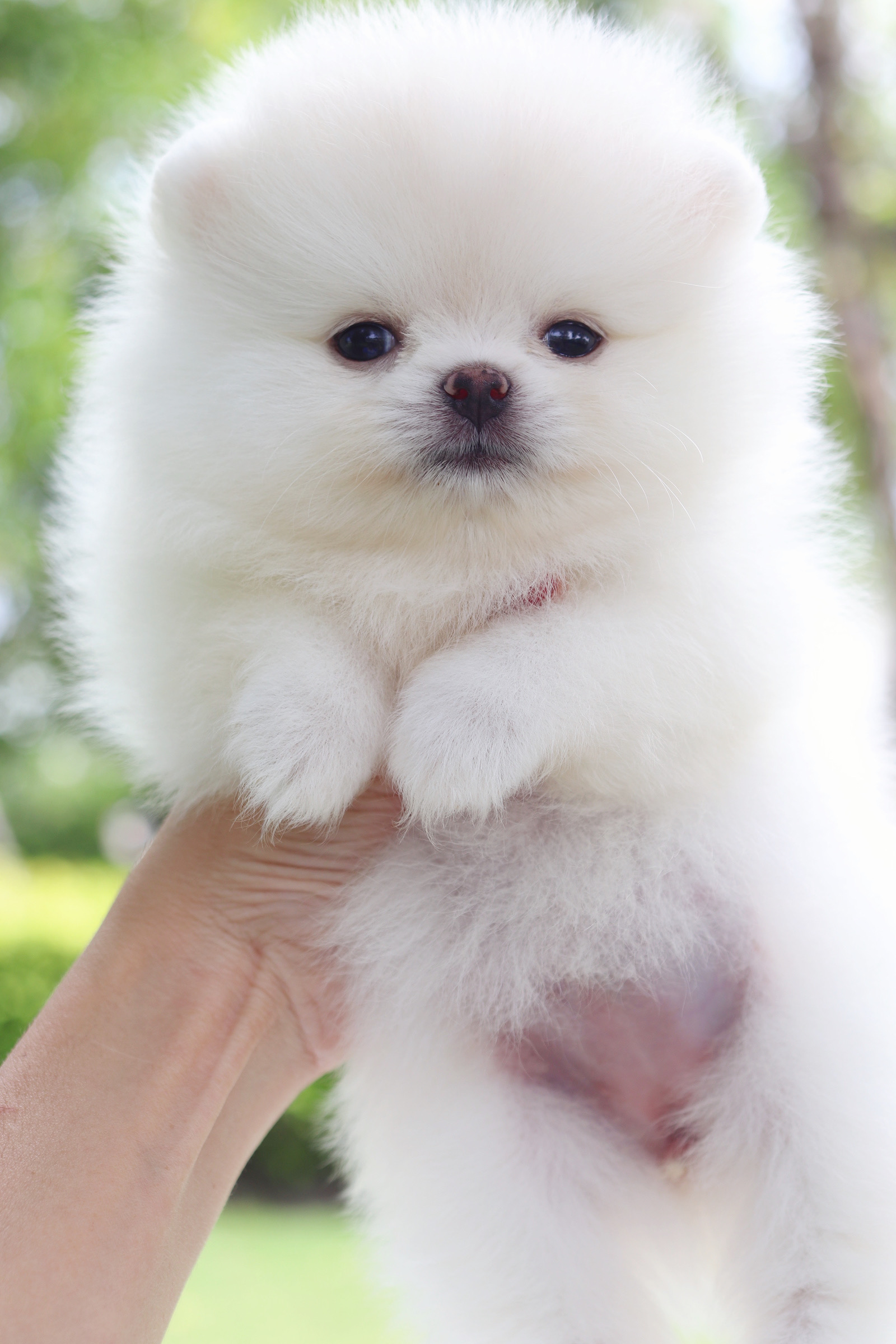 ปอมเมอเรเนียน เพศเมียสีขาวครีม เกรดโชว์