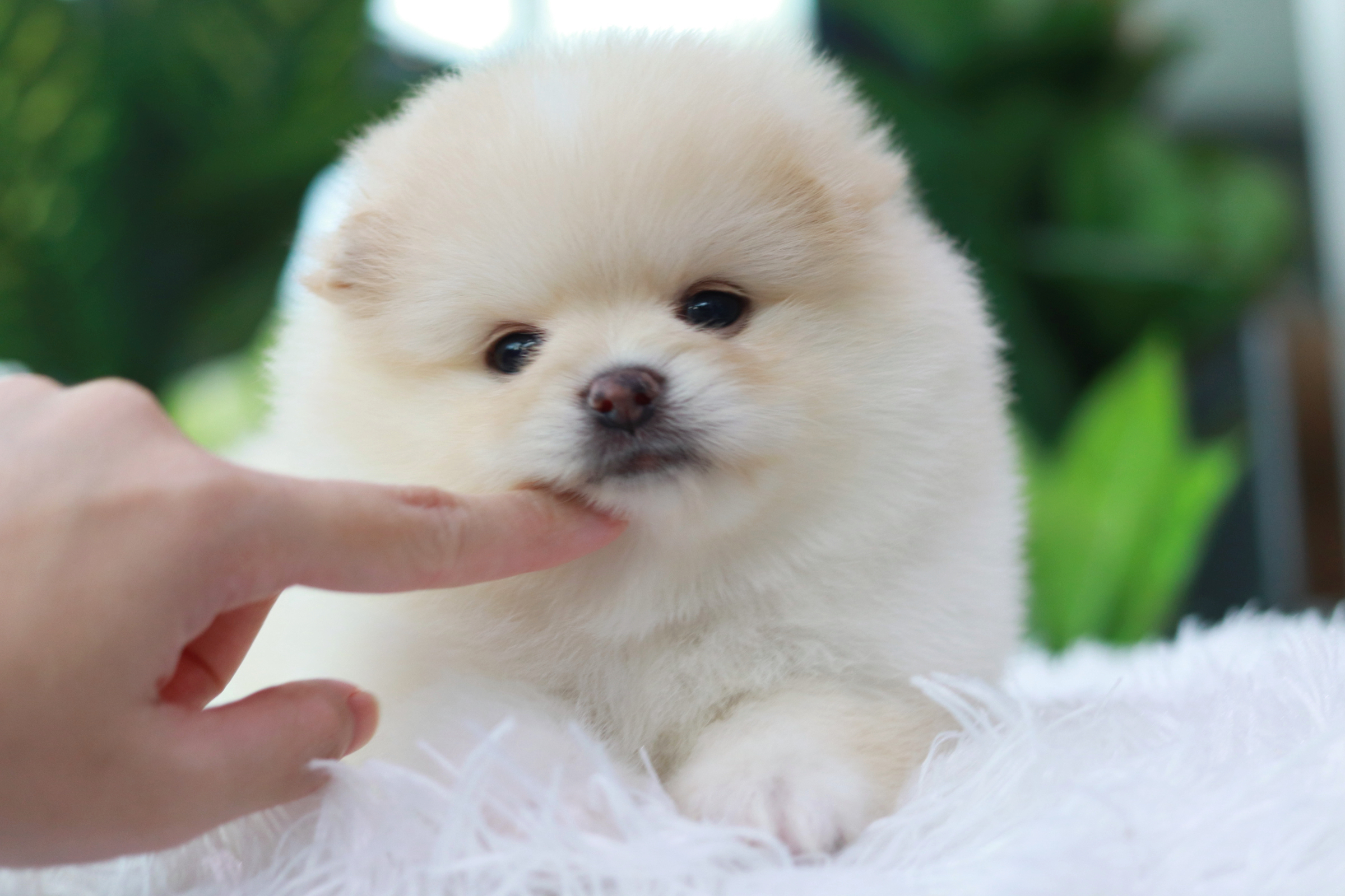 ปอมเมอเรเนียน เพศผู้